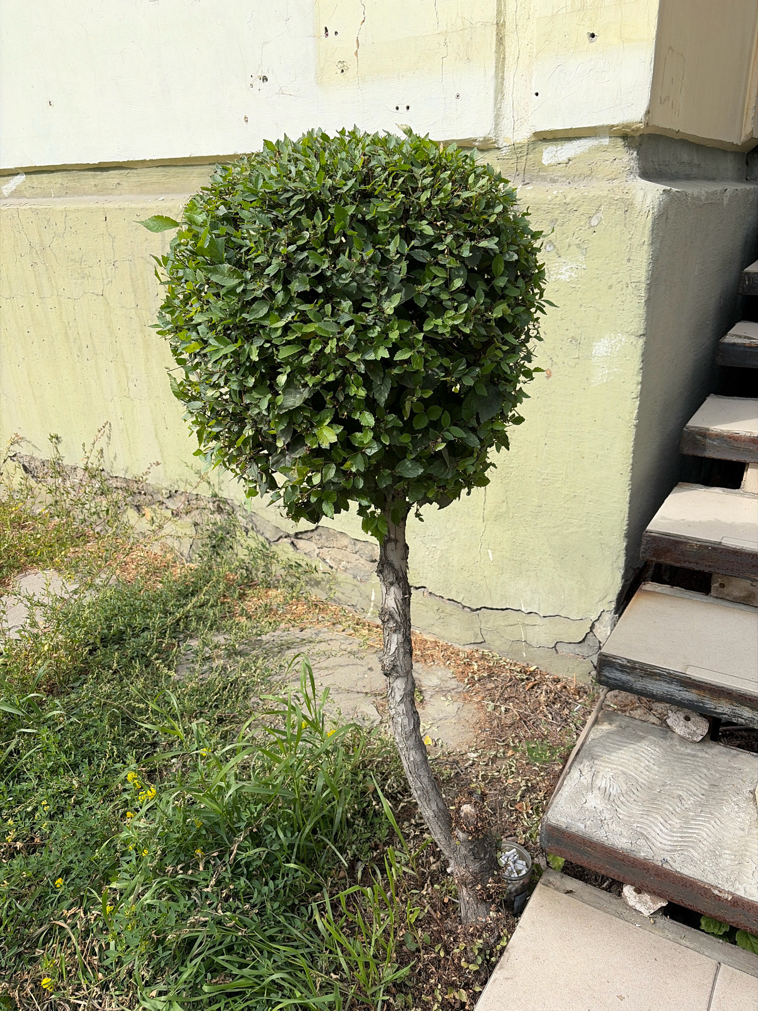 A small, spherical topiary tree with green leaves stands to the left of a concrete staircase leading up to a building. The tree has a gnarled, brown trunk. The staircase has metal railings and concrete steps. The building behind the tree is light yellow with a light green foundation. There is overgrown grass and weeds in the foreground. A glass jar filled with cigarette butts is visible at the base of the tree. The scene appears to be in an urban outdoor setting. The specific location in Angarsk, Russia, is not identifiable from the image.