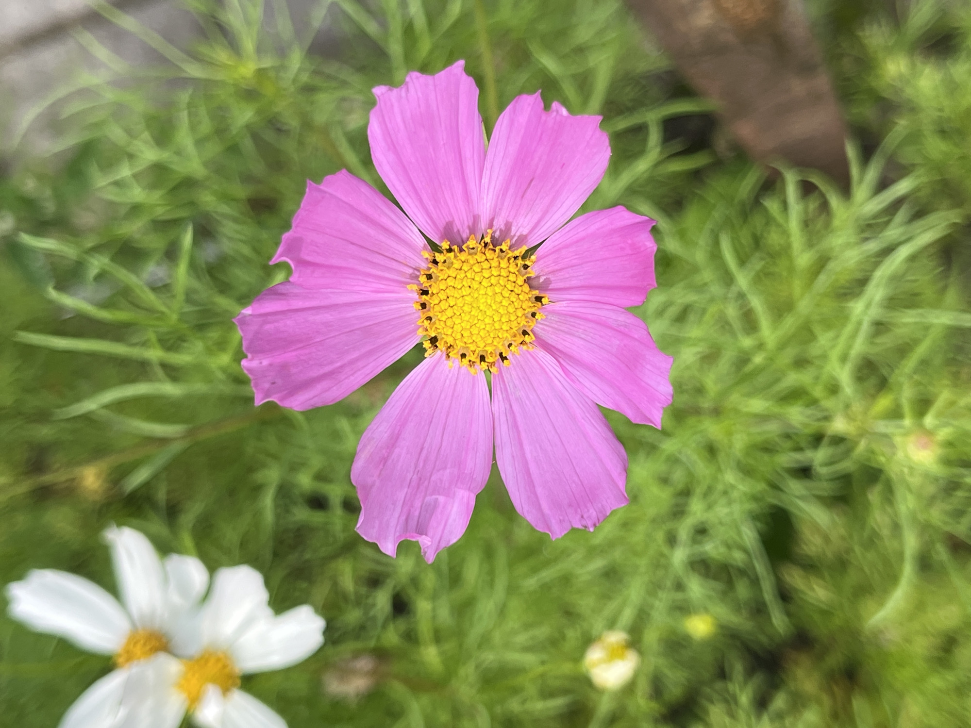 The image is a close-up, eye-level shot of pink and white cosmos flowers blooming in a garden. The focus is on a single, vibrant pink cosmos flower in the foreground, with its delicate petals fanned out around a bright yellow center. To the left, out of focus, are two white cosmos flowers with yellow centers. The background is filled with the feathery green foliage of the cosmos plants, creating a soft, blurry backdrop. A brown, rough-textured object, possibly a piece of wood or bark, is partially visible on the right side of the frame. The lighting suggests it is daytime, with natural light illuminating the scene. The environment appears to be an outdoor garden setting, likely in a residential area or park. No specific landmarks of Pionersky, Russia are visible, but the flora suggests a temperate climate. There are no people or animals present in the image.