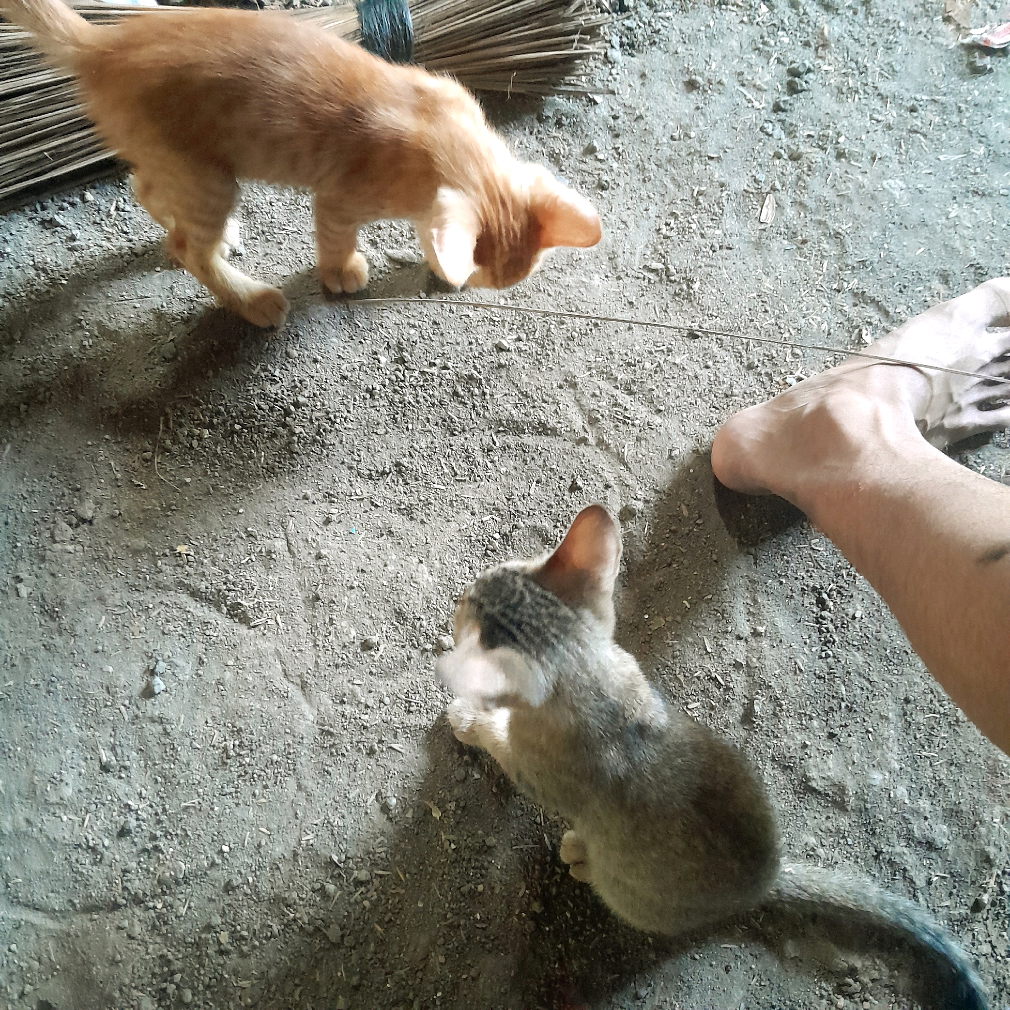 In an outdoor, dirt-floored area, possibly a yard or alley, two young cats are interacting with a thin wire. An orange tabby kitten is positioned to the left, facing downwards and sniffing the wire, with its body slightly bent. To the right, a grey and white tabby kitten is facing away from the camera, looking at the wire as well. A human foot is visible in the upper right corner of the frame, positioned near the wire. A bundle of broom bristles is also visible in the background, behind the orange kitten. The ground is covered in small rocks and dirt, suggesting a rough, outdoor environment.