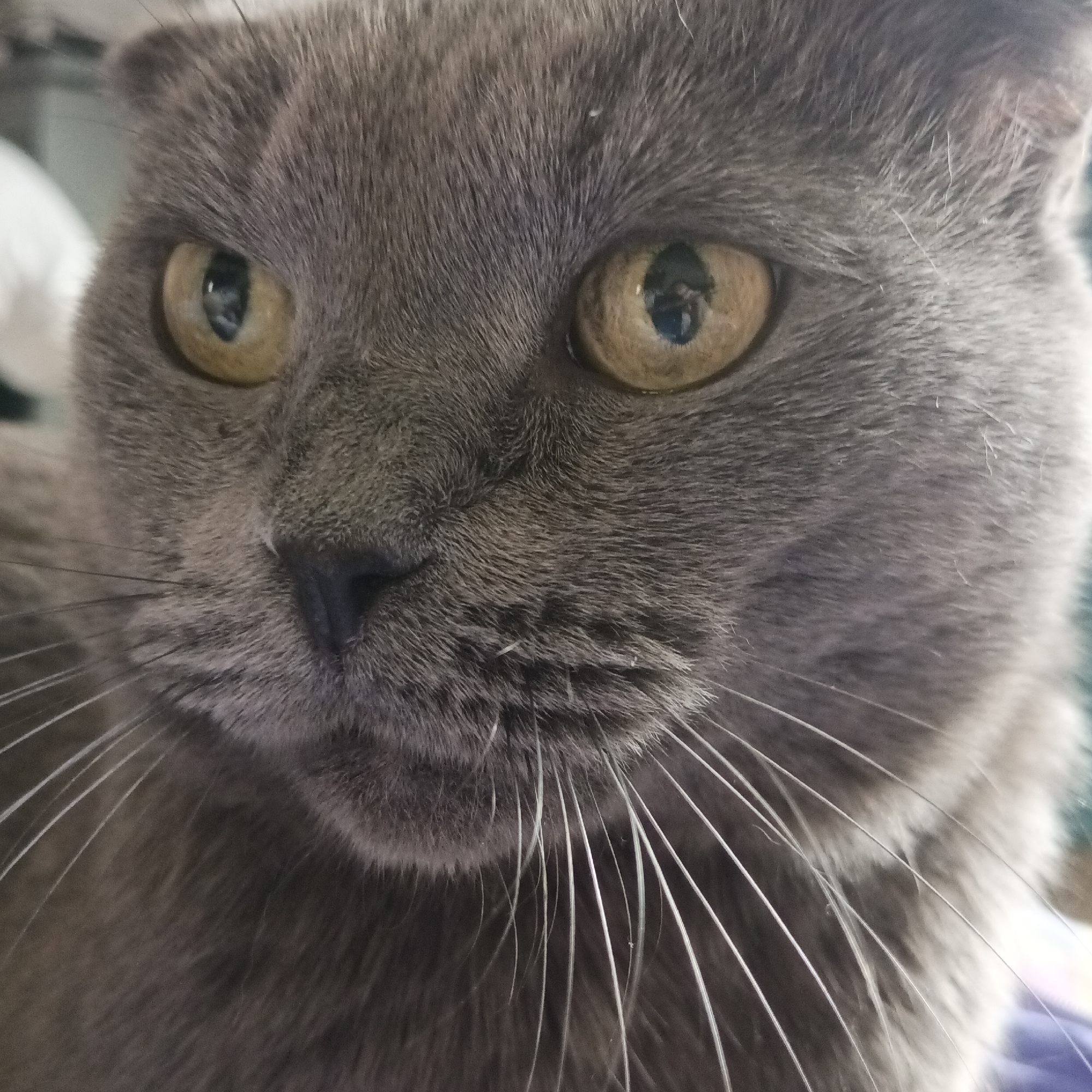 A close-up portrait of a grey Scottish Fold cat. The cat has short, folded ears, round yellow eyes, and a black nose. It has long white whiskers. The background is out of focus. There is no indication of Chaikovsky, Russia.