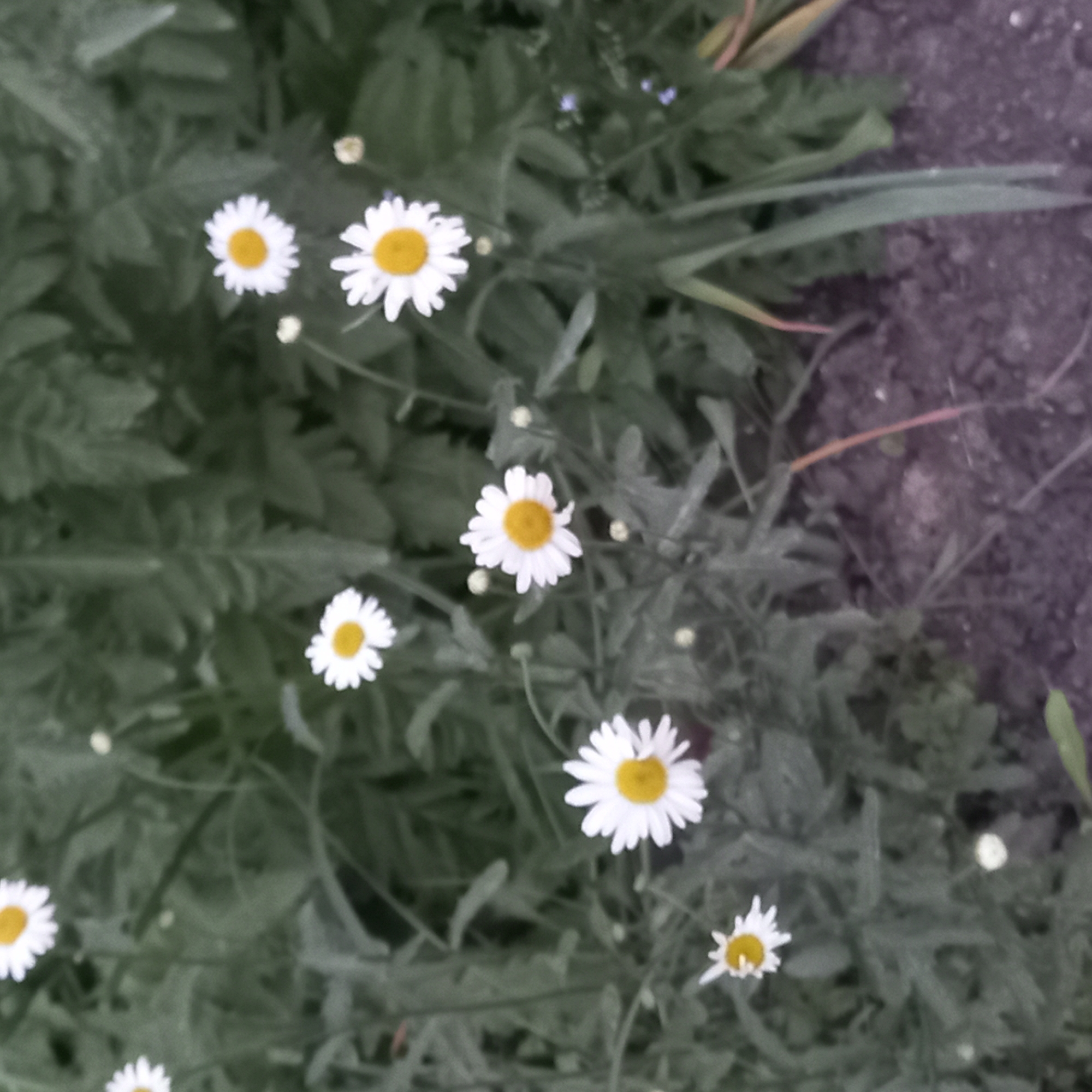The image depicts a close-up view of several white daisies with yellow centers, growing in a naturalistic setting with green foliage. The flowers are of varying sizes and some are in different stages of bloom, with a few buds also visible. The background consists of dense green leaves and stems, suggesting a garden or wild area. The ground in the foreground appears to be dark soil, with some scattered debris or dried plant matter. The lighting is subdued, and the overall color palette is dominated by greens and whites, with touches of yellow from the flower centers. The image has a slightly soft focus, contributing to a natural, perhaps slightly artistic, feel. There is no indication of a specific urban environment such as Moscow, Russia; the scene appears to be a generic natural landscape.