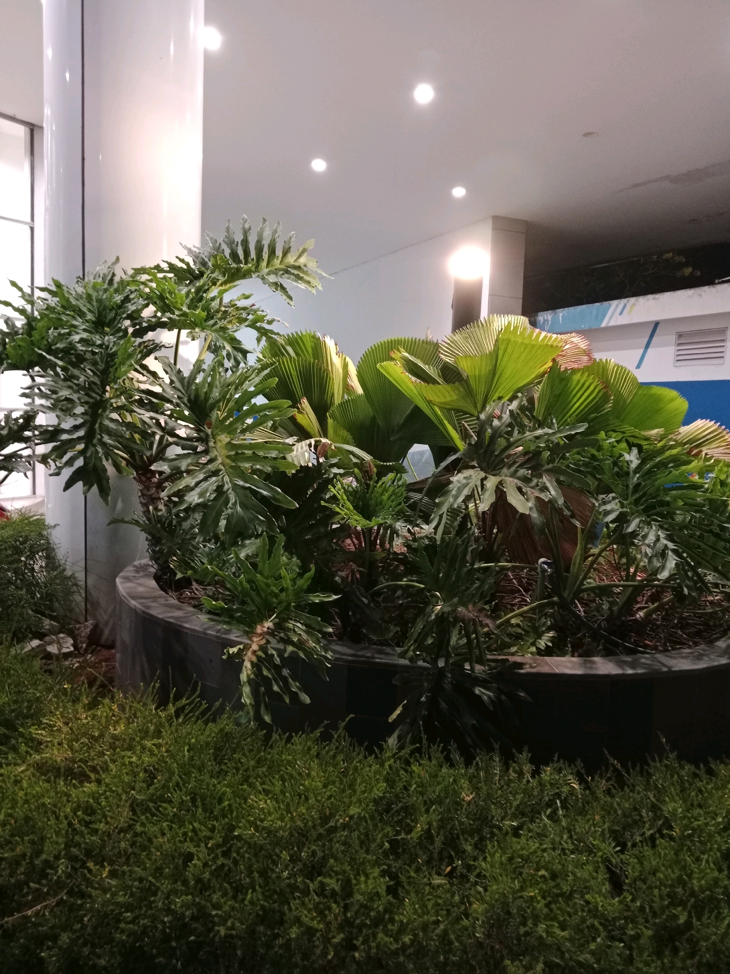 The image depicts a well-maintained planter containing a variety of lush green tropical plants, including large-leafed philodendrons and fan palms. These are situated in a dark-colored, circular planter. In the foreground, a dense bed of low-lying green bushes or ground cover extends across the bottom of the frame. The background reveals a modern architectural setting with a large white cylindrical pillar on the left, a white ceiling with recessed lighting, and a light fixture emitting a warm glow. Further back, a portion of a building with blue and white paneling and a white vent is visible. The scene appears to be an outdoor or semi-outdoor space, possibly a public area within a commercial or residential complex in Cianjur, Indonesia, given the tropical vegetation. There are no people or animals visible in the image. The lighting suggests it could be dusk or an evening setting.