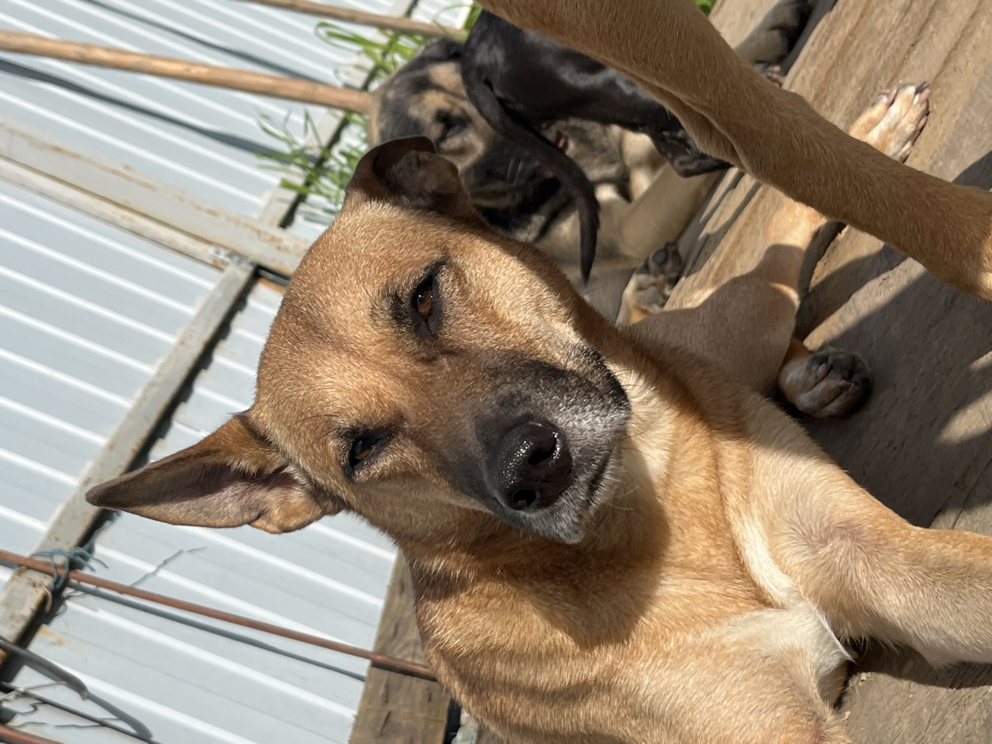 In Nizhny Tagil, Russia, an outdoor scene captures three dogs resting on a wooden platform in direct sunlight. The foreground is dominated by a tan dog with its head tilted, revealing a black nose and dark eyes. Its left ear is perked up, while its right ear is slightly folded. Behind this dog, another dog with tan and black markings is visible, and a third, predominantly black dog, is partially obscured. The background consists of a corrugated metal wall and vertical wooden posts. The overall impression is one of relaxation and calm among the canines.
