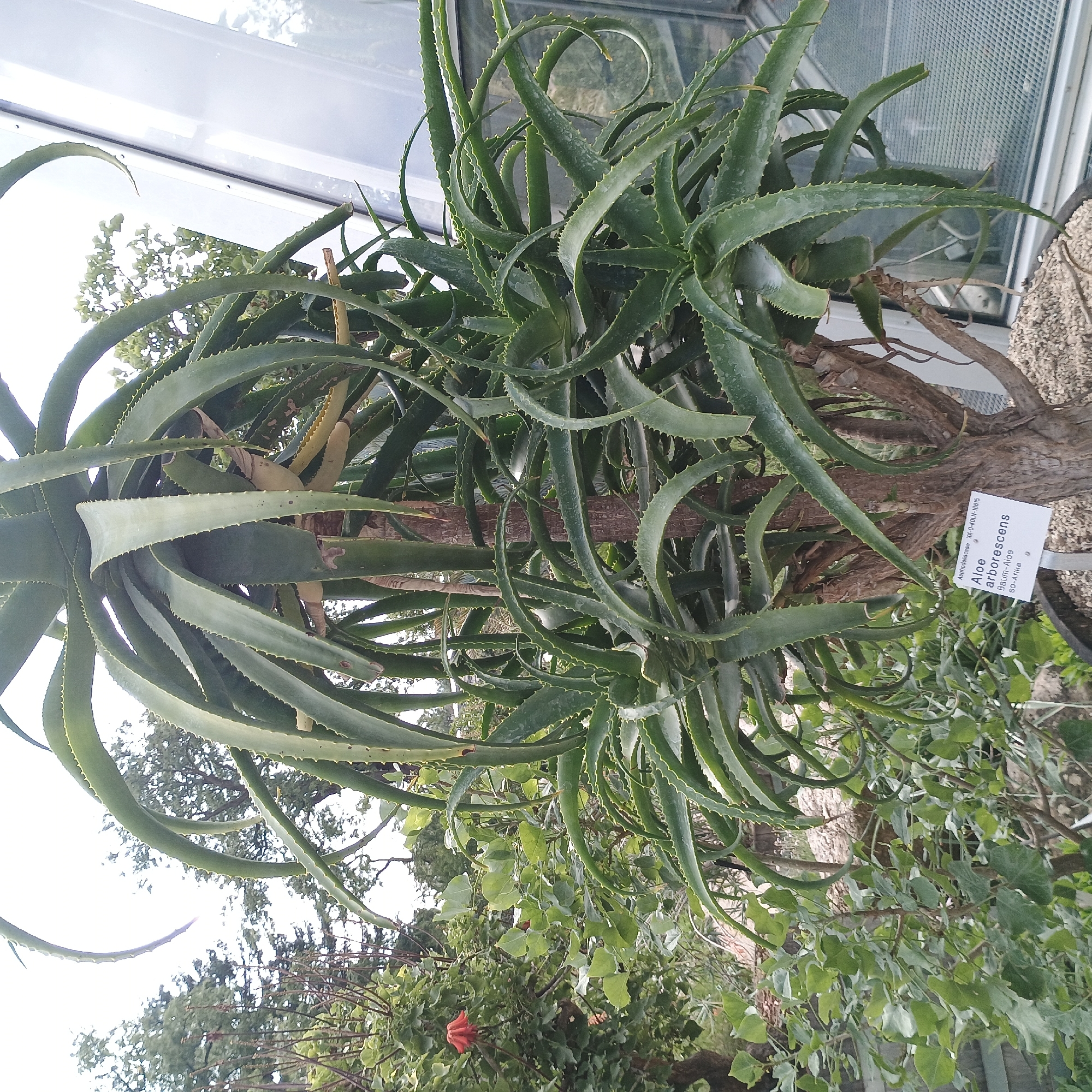 The image shows a large Aloe arborescens plant with thick, fleshy green leaves, some of which are curled. A white plant identification tag is attached to the trunk of the plant. The tag reads: "Asphodelaceae XX-O-KOLN-10815 Aloe arborescens Baum-Aloe SO-Afrika". The plant appears to be in an outdoor setting, possibly a botanical garden, with other plants and trees in the background. The right side of the image shows a glass structure, suggesting it might be within or adjacent to a greenhouse. There are no people visible in the image. The location is identified as Cologne, Germany on the plant tag.