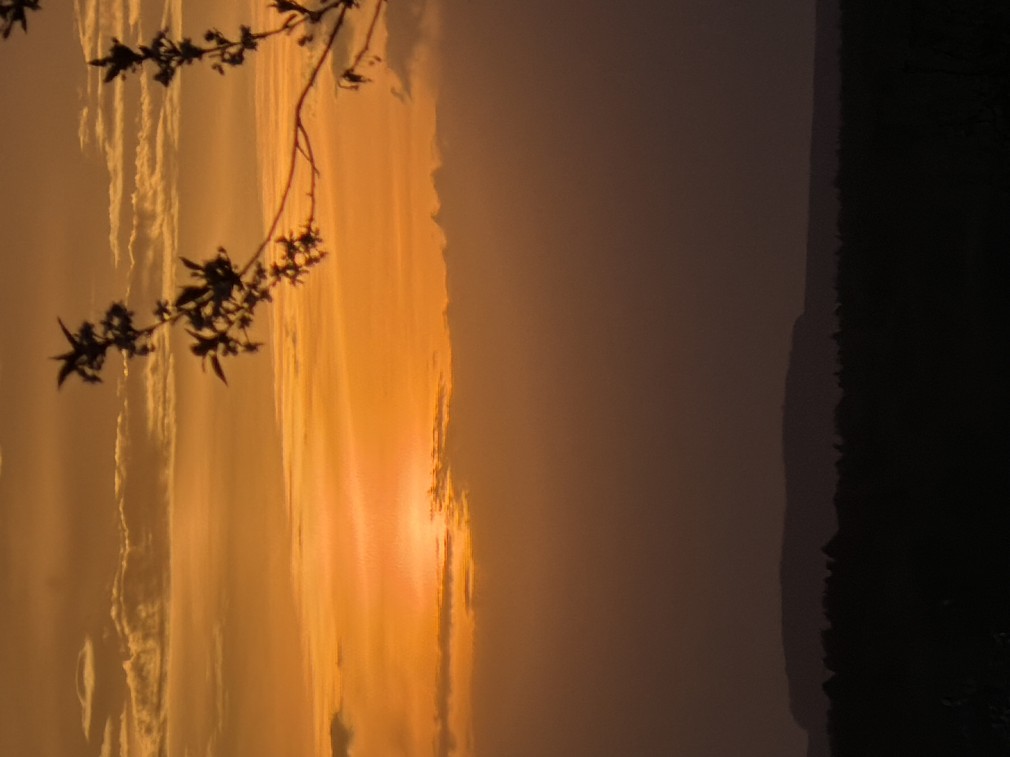 The image captures a sunset in Chaikovsky, Russia. A silhouetted branch with leaves and flowers is in the foreground on the left. The sky is predominantly orange and yellow, indicative of the sunset. Wispy clouds are visible in the background. To the right, there is a dark silhouette that could be a forest or a hill. The image is rotated 90 degrees clockwise.