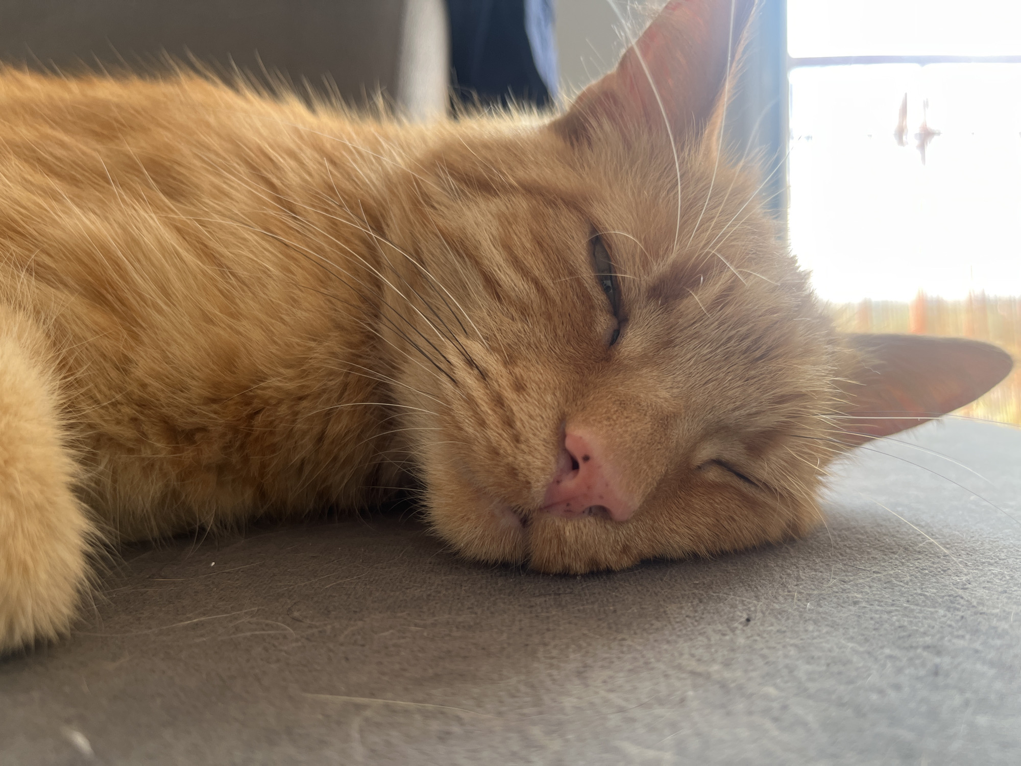 An orange tabby cat is sleeping on a gray sofa. The cat is lying on its side with its head resting on the sofa. Its eyes are closed and its nose is pink. The cat's fur is short and soft. The background is blurred, but it appears to be a window with sunlight streaming through. The image is taken from a low angle, looking up at the cat. This scene could be anywhere, but if it were to be located in Zabrze, Poland, it would be indoors, likely in a residential setting.