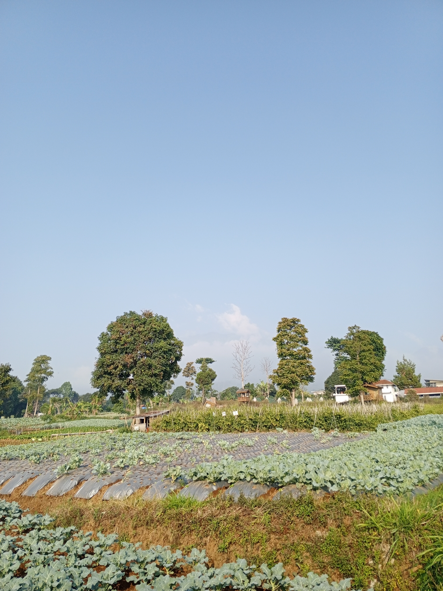 The image depicts an agricultural landscape under a clear blue sky. The foreground features rows of young green crops, possibly broccoli or cabbage, growing on terraced fields. These plants are covered in plastic mulch, which is a common agricultural practice to conserve moisture and suppress weeds. In the middle ground, larger trees with lush green foliage are scattered throughout the fields. A small wooden structure, possibly a shed or a small dwelling, is visible nestled among the trees. Further in the background, there are several buildings with red roofs, suggesting a residential or community area. The overall scene conveys a rural or semi-rural setting, likely a vegetable farm. The image does not contain any people or specific details that would place it in Bellanneoya, Sri Lanka.