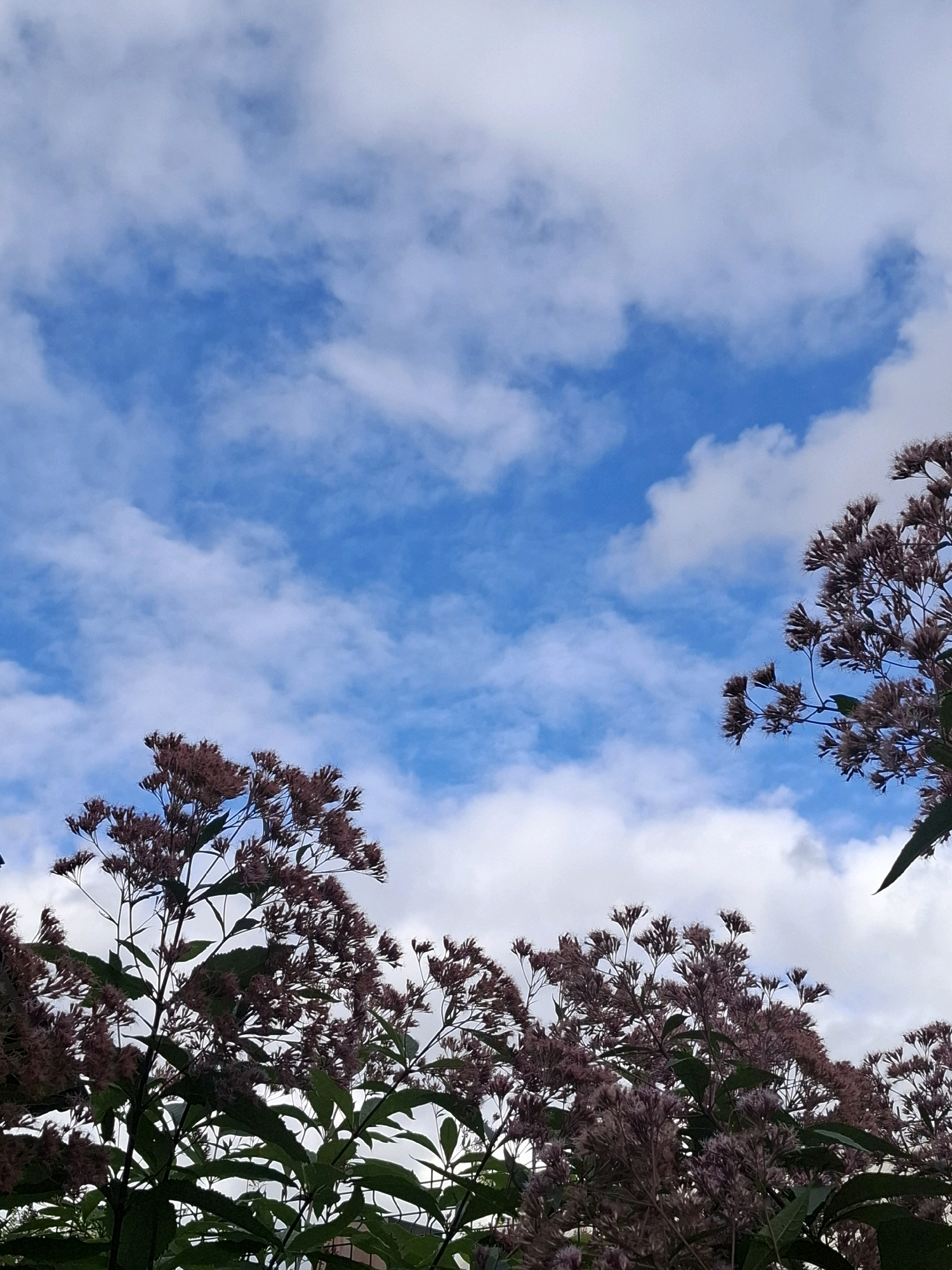 The image captures a low-angle view of fluffy pinkish-purple flowers against a bright blue sky with scattered white clouds. The foliage is dense and extends from the bottom of the frame upwards, with some branches reaching into the upper corners. The flowers appear to be in bloom, with many small florets clustered together. The lighting suggests it is daytime, possibly late afternoon given the soft quality of the light. The scene is outdoors, with the sky and flowering plants as the dominant elements. The image does not contain any people or urban structures, implying a natural setting such as a park or garden. The specific location in Tyumen, Russia, is not discernible from the image itself.