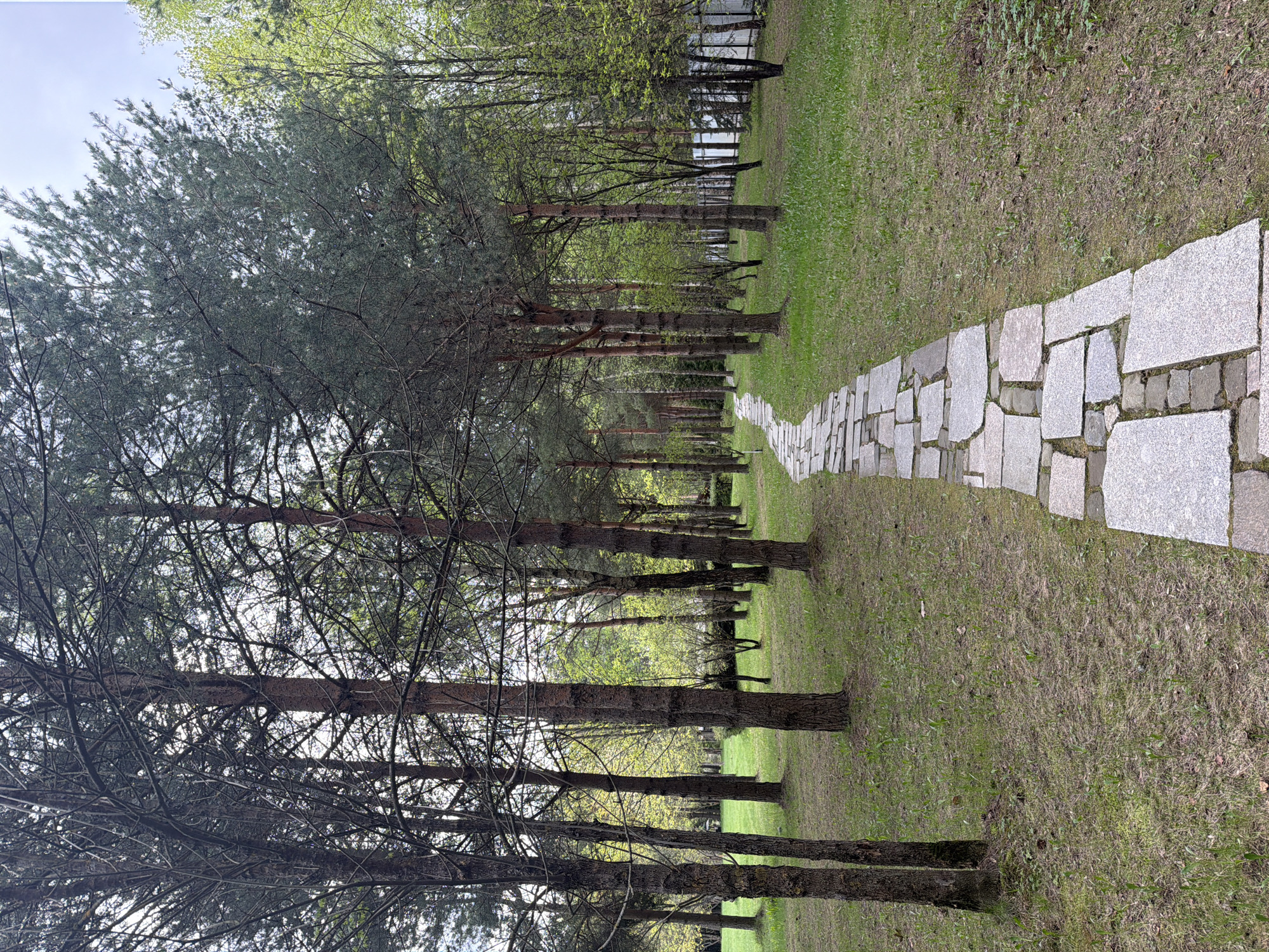 The image shows a stone pathway lined with trees in Levkovo, Russia. The path is made of irregular gray stones and extends into the distance. Trees with slender trunks line both sides of the path, casting shadows on the ground. Grass and some bare patches cover the ground between the path and the trees. The trees appear to be a mix of evergreens and deciduous trees with some new spring foliage. The sky is visible through the tree canopy. There are no people visible in the image. The scene is a park or wooded area within the city. The perspective suggests the photo was taken from a standing position on the path.
