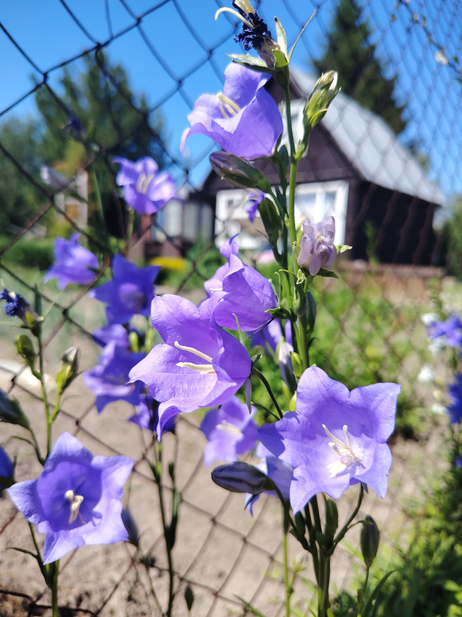In an outdoor, sunlit scene, clusters of vibrant purple bellflowers are in sharp focus in the foreground, some in full bloom and others as buds. The flowers are positioned in front of a dark mesh fence, through which a blurred background of a wooden house with a grey roof, green foliage, and a bright blue sky is visible. The ground appears to be paved with stone tiles. There are no people or animals in the image.
