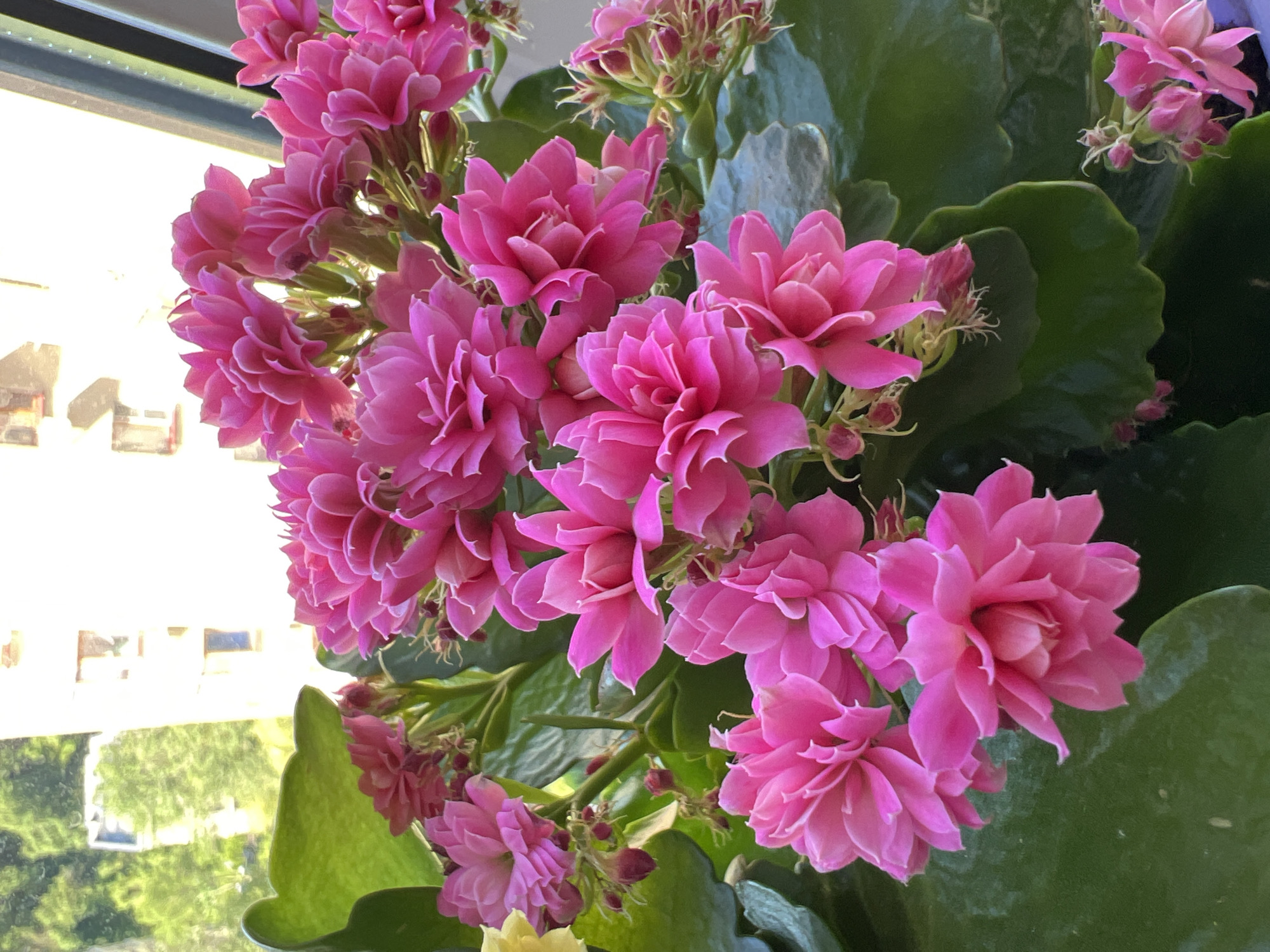 A vibrant fuchsia or hot pink flowering plant, likely a Kalanchoe, is prominently featured, displaying numerous clusters of blooms against a backdrop of broad, dark green leaves. The flowers are double-petaled, creating a full, ruffled appearance, similar to miniature roses. Many blooms are fully open, while others are still in bud or partially unfurled, showcasing various stages of growth.
The plant is positioned indoors next to a window, through which bright natural light streams in, illuminating the flowers and casting highlights on the glossy leaves. The outdoor scene visible through the window is softly blurred but reveals the shapes of buildings and green trees or foliage, suggesting an urban or suburban environment. The strong daylight indicates that the image was captured during the daytime.
The overall scene captures a moment of bloom and natural beauty, possibly in a home or office in Sochi, Russia, given the location context. There is no visible text in the image.