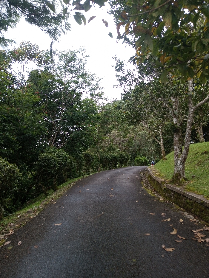 The image displays a winding, dark paved road cutting through a dense, verdant natural landscape. The road surface appears damp, suggesting recent rain or high humidity, and is lightly scattered with fallen leaves. It curves gently towards the left, disappearing into the distance amidst the foliage.
On the left side of the road, a thick wall of various trees and bushes forms a dense green barrier. On the right, a grassy slope rises, bordered by a low stone retaining wall along the edge of the road. Several mature trees with light-colored, textured trunks stand on this grassy bank. Overhanging branches and leaves from trees on both sides partially frame the bright, overcast sky above.
In the far distance on the right side of the road, a small, indistinct blue-clad figure or object is faintly visible near the grassy bank, suggesting a subtle human presence, though no specific activity is discernible. The time of day appears to be daytime under an overcast sky. The scene depicts a tranquil, natural setting, characteristic of a forested or hilly area. There is no visible text in the image. This scene is located in Bijanwada, India.