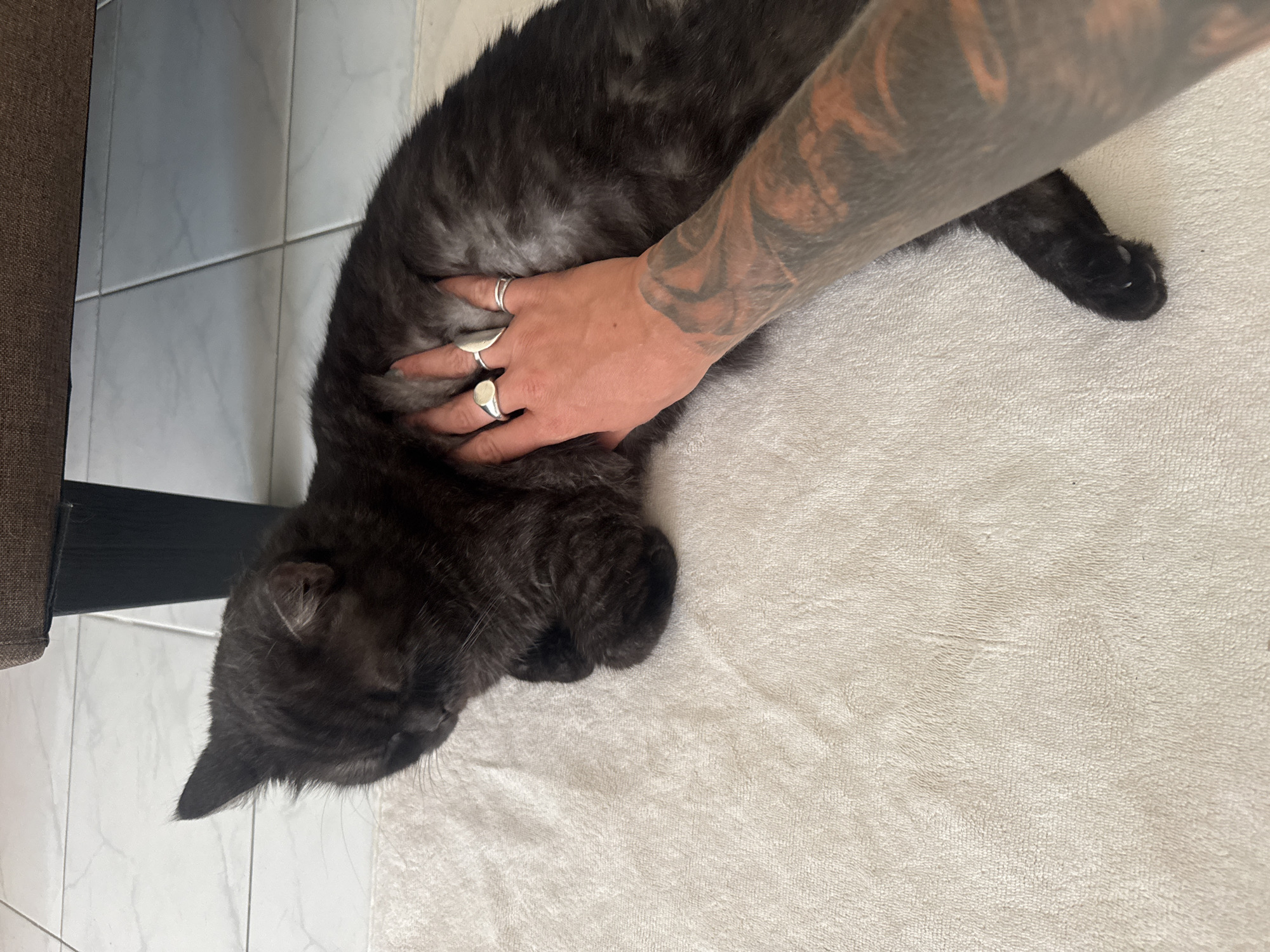 In Choeng Thale, Thailand, a dark gray cat with mottled fur is observed lying on a cream-colored, textured rug. The cat's head is oriented to the left, with its eyes appearing closed or downcast. A human left arm, extensively tattooed with dark patterns across the forearm, extends into the frame. The hand, wearing a prominent oval silver ring on the index finger, a teardrop-shaped silver ring on the middle finger, and two slender silver bands on the ring finger, is positioned on the cat's back, indicating an act of petting. The cat's front paws are tucked beneath its body. In the background, a white tiled floor with visible grout lines is present, adjacent to a dark brown furniture leg and a portion of its upholstered base.