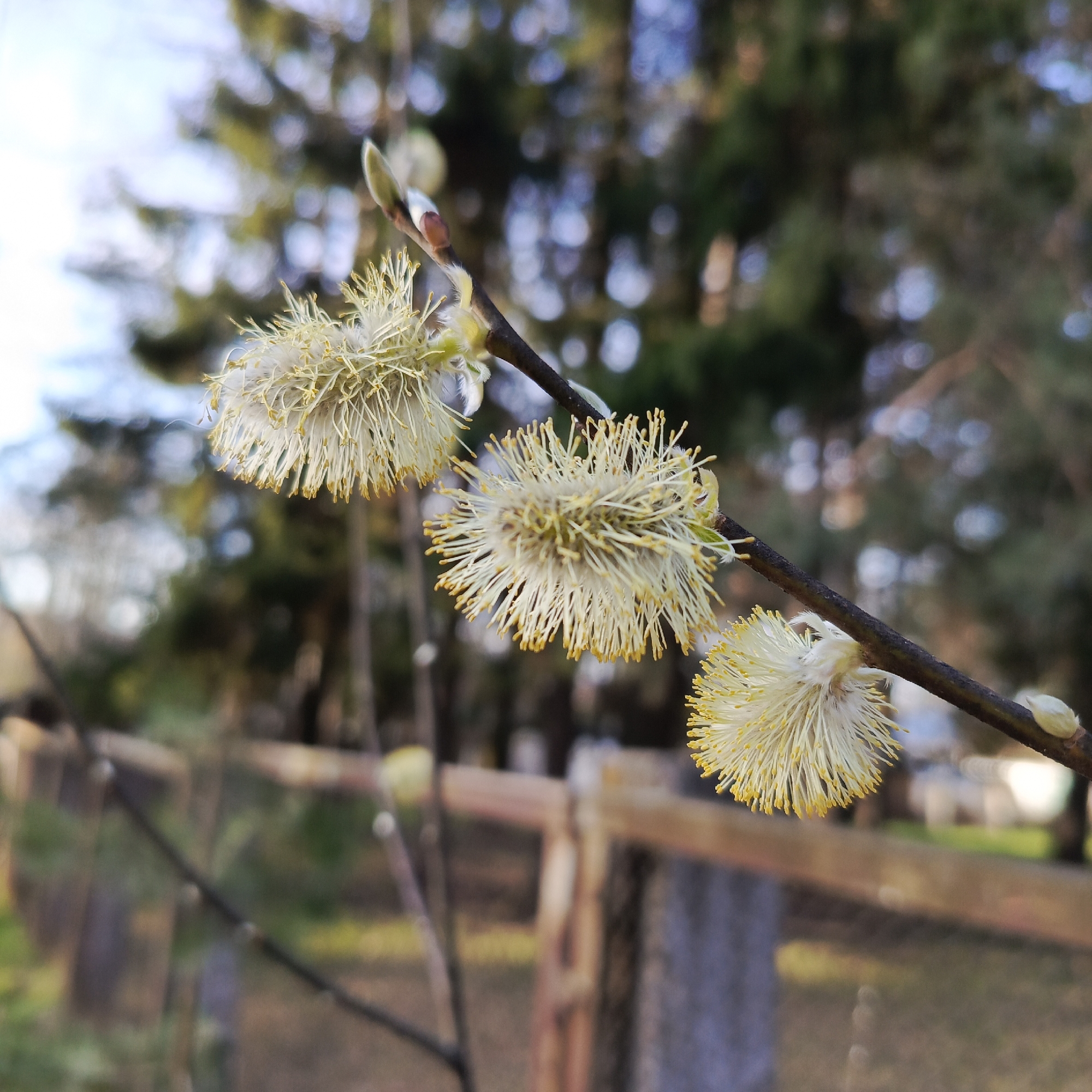 The image captures a close-up of a branch adorned with several fluffy pussy willow catkins, signifying the arrival of spring. Three prominent catkins are in focus, positioned along a slender, dark brown branch that extends diagonally across the frame from the upper left to the lower right. Each catkin is a pale yellow to off-white, densely packed cluster of tiny, soft flowers, characterized by numerous delicate stamens tipped with vibrant yellow anthers, giving them a spiky, brush-like appearance. Some smaller, unopened buds are also visible on the branch.
The background is softly blurred, creating a bokeh effect that highlights the foreground subject. In the upper portion, indistinct shapes of green foliage, likely evergreen trees, are visible against a bright, hazy sky, suggesting a sunny or overcast day with good light. The lower background features muted, out-of-focus tones of brown and green, indicating ground cover and possibly a rustic wooden fence or similar structure.
The scene depicts the natural event of pussy willow trees blooming in early spring. The overall impression is one of freshness and the awakening of nature. No people, discernible activities, or visible text are present in the image. The setting appears to be an outdoor, natural environment, consistent with the given location context of Chaikovsky, Russia, where such flora is common.