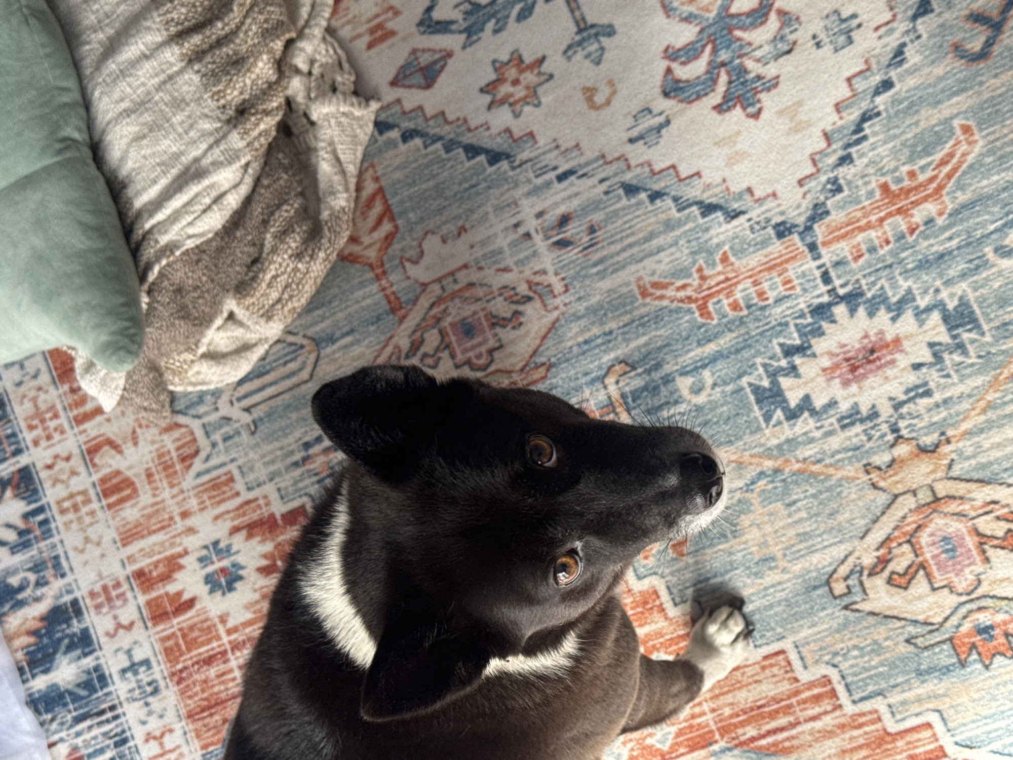 A black dog with a white marking on its neck and bright brown eyes looks up at the camera. The dog is standing on a rug with a geometric pattern in shades of blue, orange, and white. To the right of the dog, a stack of folded blankets and a pale green pillow are visible, also resting on the rug. The scene appears to be indoors, likely in a living space, and there is no indication of the city of Kuta Selatan, Indonesia.