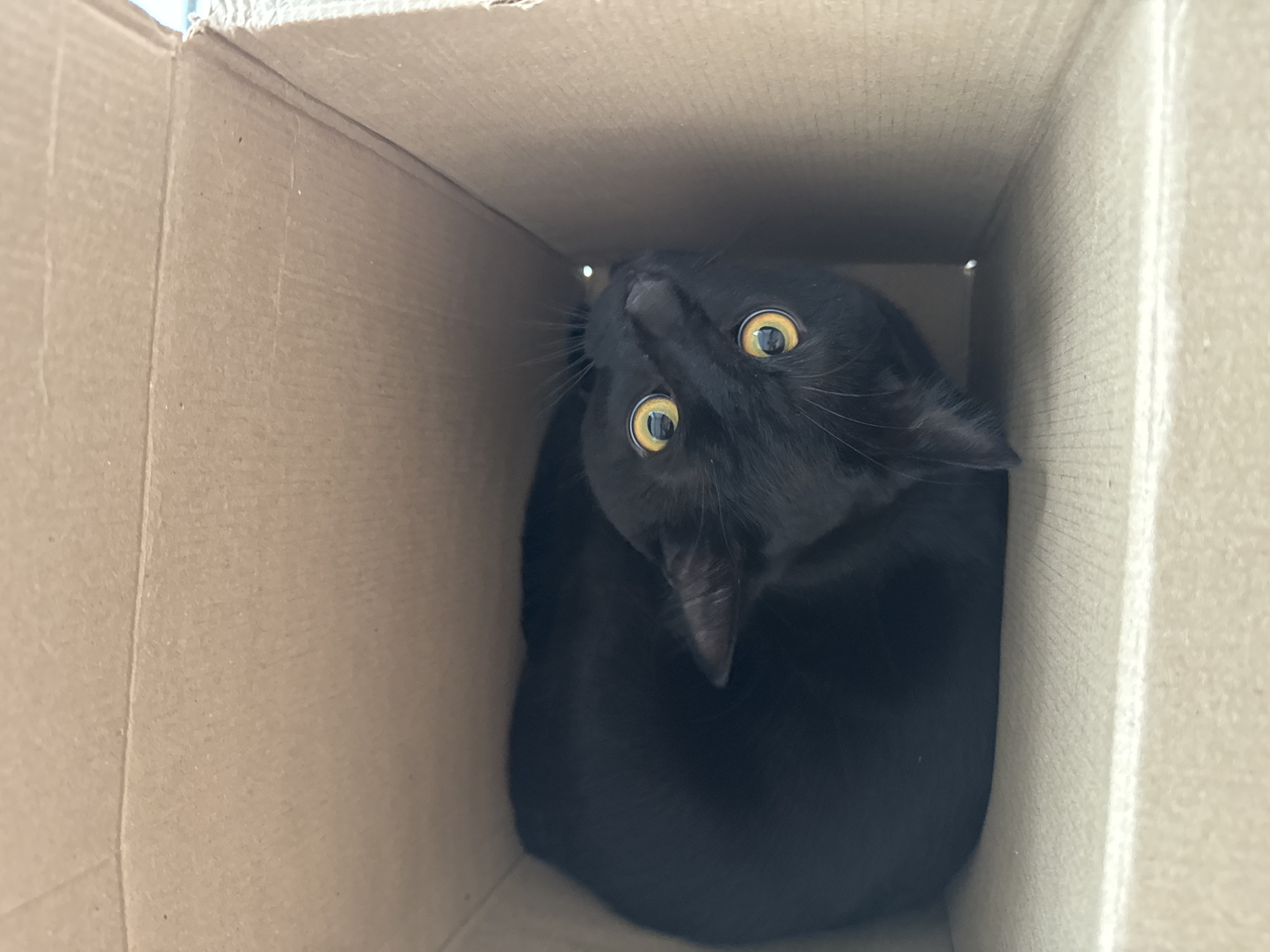 A black cat is inside a cardboard box. The cat is looking up with wide, yellow eyes. The box is plain cardboard in color and appears to be a standard shipping box. The inside of the box is visible, showing the corrugation. The location in the city of Chaikovsky, Russia is not evident.