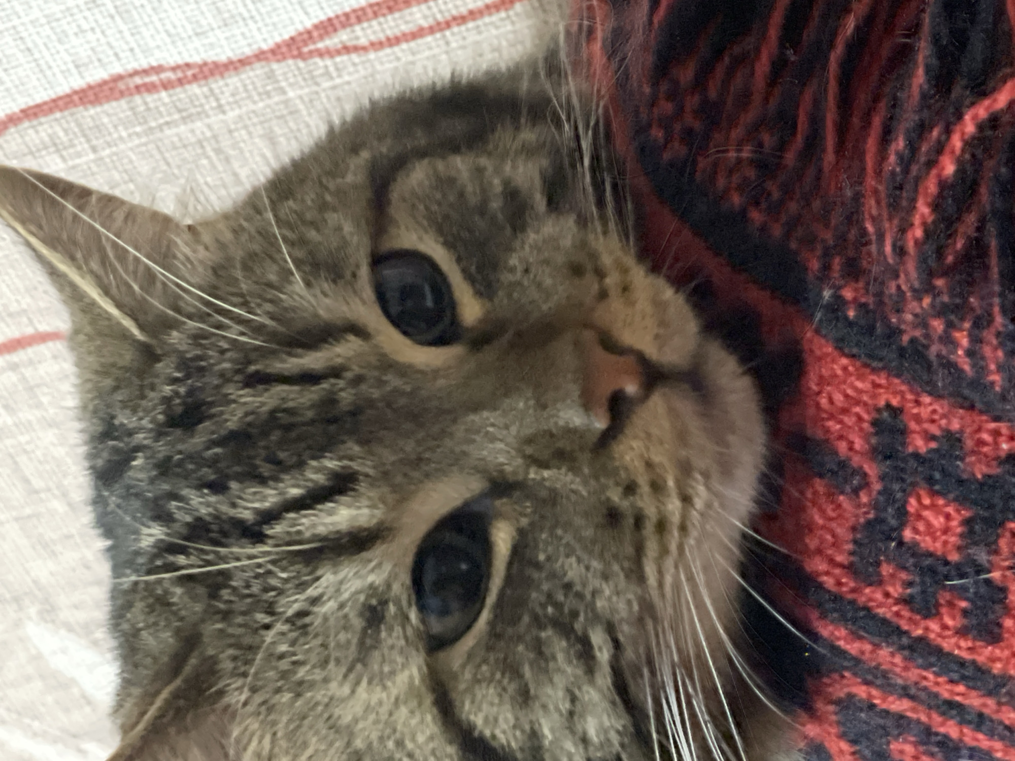 A close-up, head-on shot shows a tabby cat's face, looking directly at the camera. The cat has brown and black striped fur, with light whiskers. It is resting on a red and black patterned blanket, which is partially visible at the bottom of the frame. The background appears to be a white and pink striped fabric. The lighting is soft, creating a warm and intimate feel. No specific location in Cherkasy, Ukraine can be determined from the image.