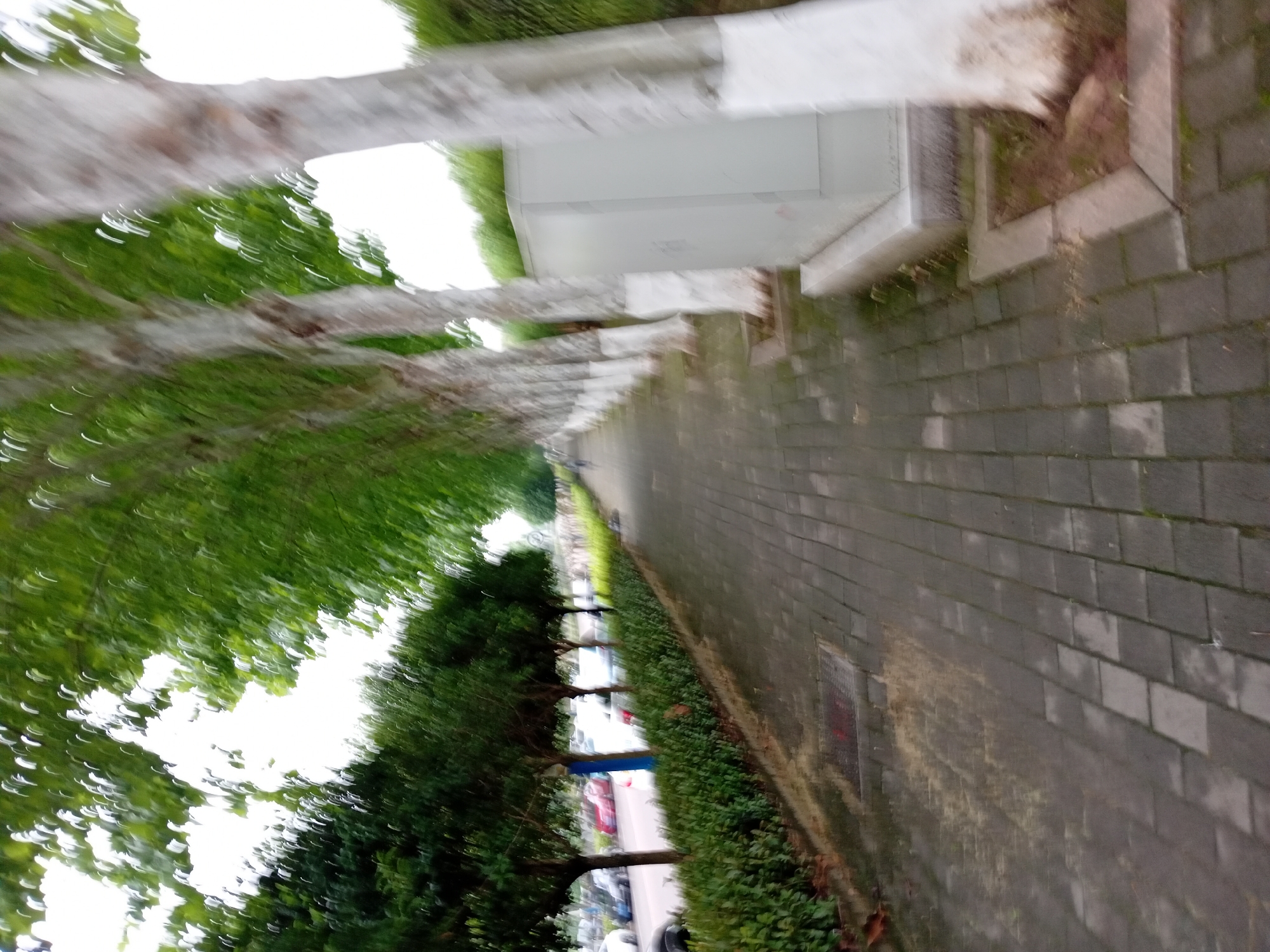 The image, rotated to depict an upright scene, portrays an outdoor view along a tree-lined pedestrian path in Jiangjin, China. The perspective looks forward along the path, capturing a blend of natural elements and urban infrastructure.
In the foreground and extending into the mid-ground, a wide path paved with grey rectangular bricks is visible, showing some scattered dirt and debris. To the left, a prominent row of trees with thick, light-colored trunks lines the path. Their lush, vibrant green foliage creates a dense canopy, filling much of the upper left and central frame. Bright patches of sky are visible through the leaves. The foliage exhibits significant motion blur, appearing as streaky green and white arcs, indicating movement during capture or camera shake.
To the right of the paved path, a series of light-colored, rectangular structures, possibly utility boxes or low walls, are visible. Beyond these, a neatly trimmed green hedge runs parallel to the path. Further in the distance, past the hedge, blurry shapes suggest parked or moving vehicles, including light-colored and red cars, indicating a road or parking area. Another line of smaller, darker green trees stands behind this hedge.
The scene is set during daytime, with visible shadows on the path suggesting sunlight. No discernible human activity or explicit text is visible. The overall impression is that of a typical, well-maintained urban or suburban green corridor.