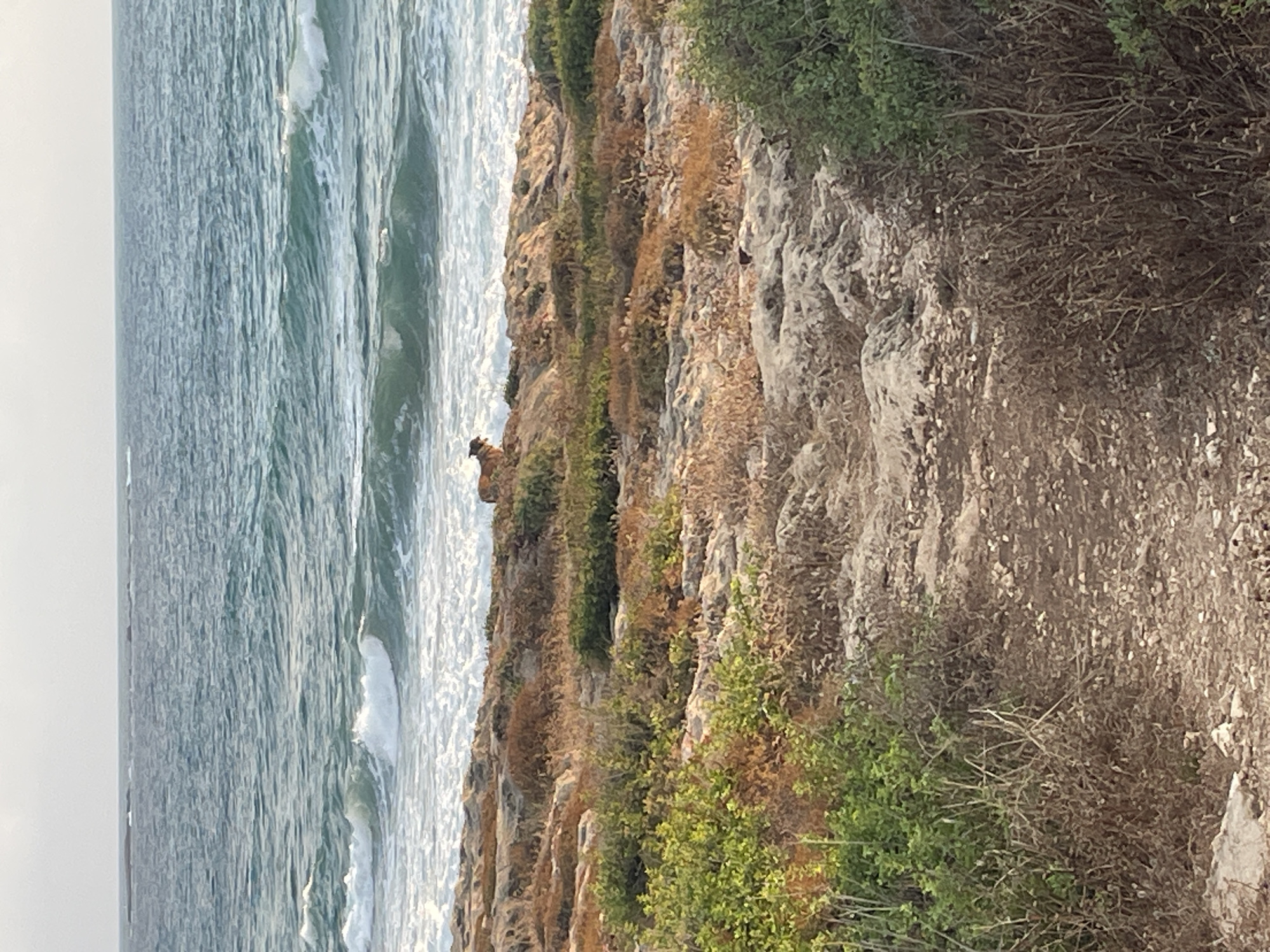 The image depicts a rocky coastline along the Mediterranean Sea in Mate Asher Regional Council, Israel. The sea is a vibrant turquoise, with white waves crashing against the shore. The foreground is characterized by a rugged, rocky terrain covered in dry brush and patches of green vegetation. A dirt path winds through this landscape. In the distance, on a rocky outcrop overlooking the sea, a dog with reddish-brown fur stands facing the water. The sky is overcast, casting a soft light over the scene. The overall impression is one of natural beauty and tranquility.