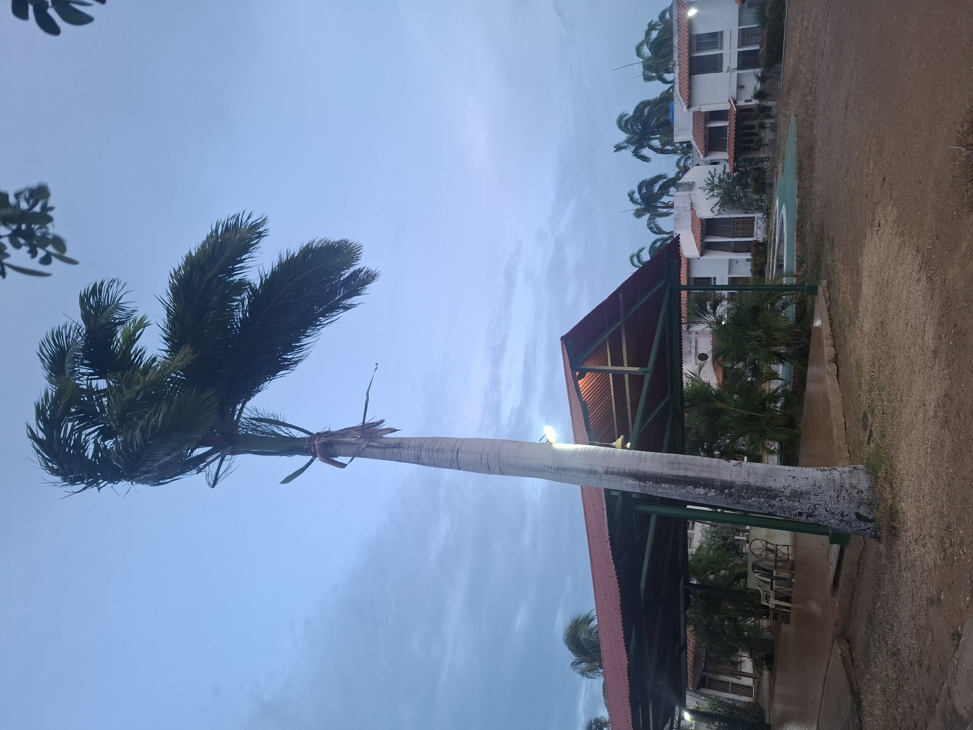 The image depicts a landscape in Juan Griego, Venezuela, featuring a tall, slender palm tree as a prominent subject. The tree's trunk is light-colored, possibly grey or white, and its fronds are a darker green. The sky above is a pale blue, suggesting either early morning or late evening. The tree appears to be partially illuminated by an unseen light source, possibly the sun or artificial lighting.
In the background, several white buildings with red roofs can be seen. These buildings appear to be residential or commercial structures. A covered structure with a red roof and green support beams is also visible. The ground appears to be a mixture of dirt and grassy areas. The scene is generally tranquil, with no visible people or immediate activity. The overall impression is that of a quiet, tropical residential or resort area.