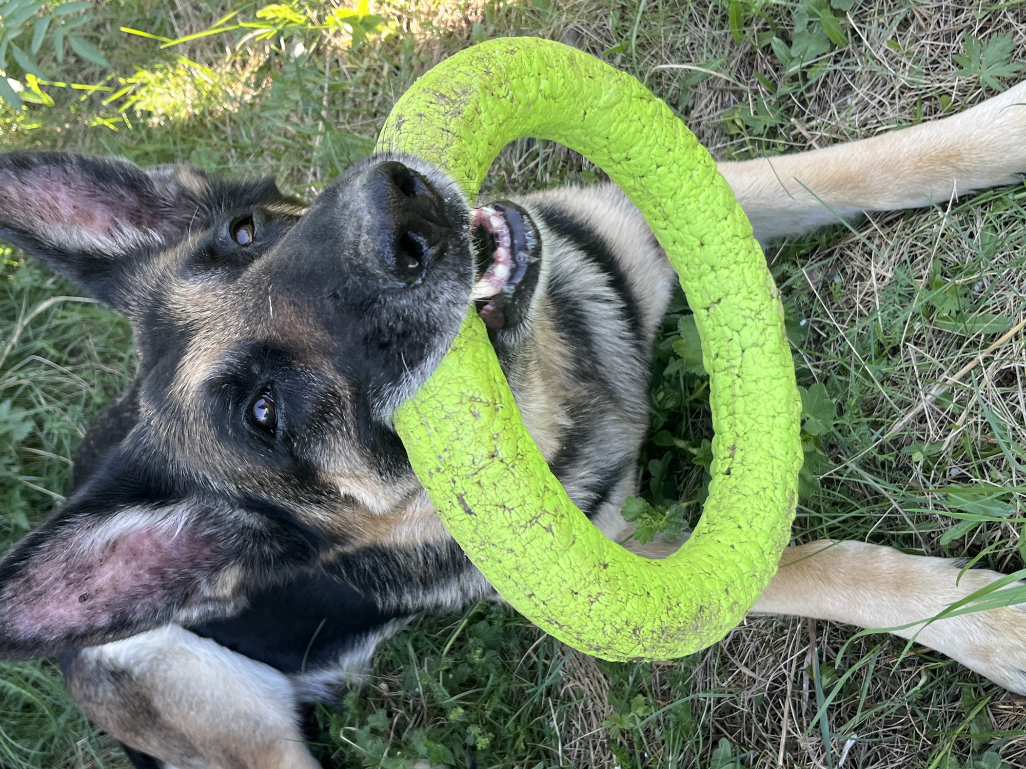 A German Shepherd dog lies on its back in grass, holding a green ring-shaped toy in its mouth. The dog is facing the camera with its ears perked. The location is unspecified but the description requests the location to be Nizhny Tagil, Russia. Therefore, assume the location is Nizhny Tagil, Russia. The environment appears to be outdoors in a grassy area.