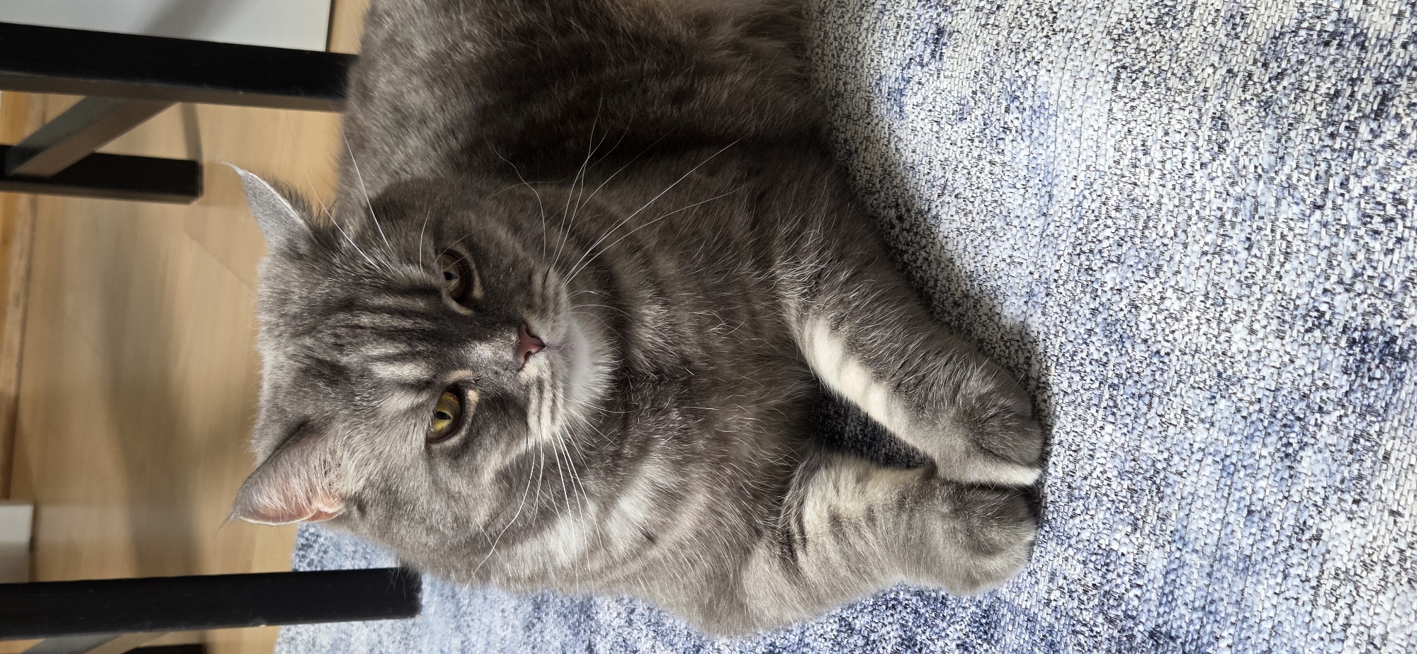 A fluffy grey cat with yellow eyes is lying down on a blue and white patterned rug. The cat is facing the camera with its paws crossed in front of it. The cat's ears are perked up, and it has a serious expression on its face. The background is blurred, but it appears to be an indoor setting with wooden flooring and dark furniture legs.