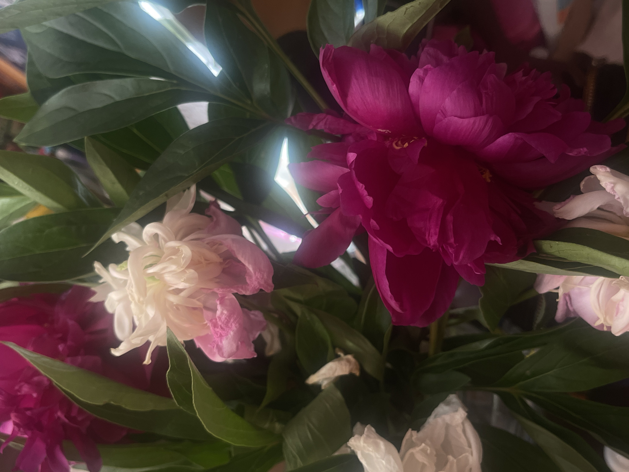 A close-up shot captures a bouquet of peonies in various stages of bloom. The dominant flower is a vibrant fuchsia peony, its dense petals radiating outwards. To its left, a delicate white peony, tinged with pale pink, is also in full bloom, showcasing its ruffled texture. Another fuchsia peony is partially visible in the bottom left corner, along with hints of other white and pink blossoms. Lush green leaves intersperse the flowers, providing a rich backdrop. The lighting suggests an indoor setting, possibly a room with overhead illumination, as evidenced by the bright highlights on the leaves. There is no visible text in the image. The overall mood is one of natural beauty and floral abundance.