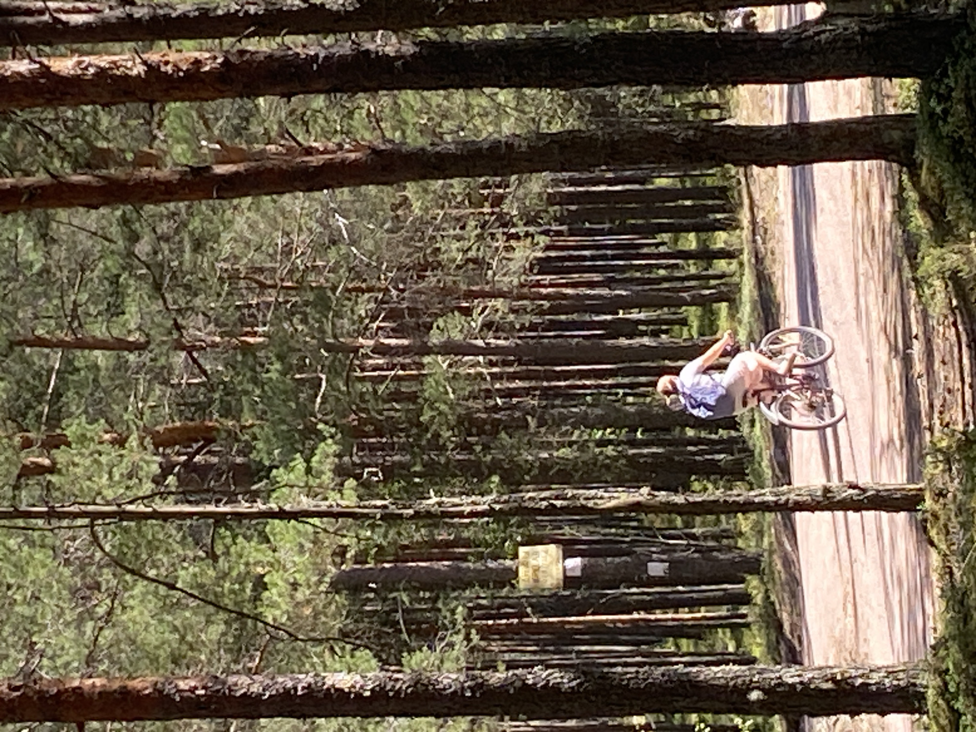 The image depicts a person riding a bicycle on a dirt road through a forest. The person, viewed from the rear, is wearing a light-colored shirt, shorts, and a backpack, and is on a silver bicycle. The environment is a dense pine forest with tall, slender trees. Sunlight filters through the canopy, creating dappled shadows on the road. A yellow sign is attached to a tree on the left side of the frame. The scene appears to be a recreational activity taking place in a natural setting, possibly in the city of Leipyasuo, Russia, which is known for its forest landscapes.
