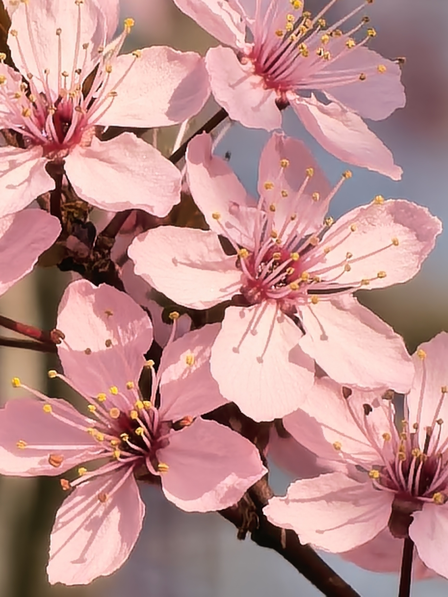The image depicts a cluster of pink cherry blossoms on a branch. The flowers are in varying stages of bloom, with some fully open and others partially closed. Each flower has five petals, with prominent yellow stamens and a reddish-pink center. The branch is dark brown. The background is a blurred, out-of-focus light blue. The location is unknown.