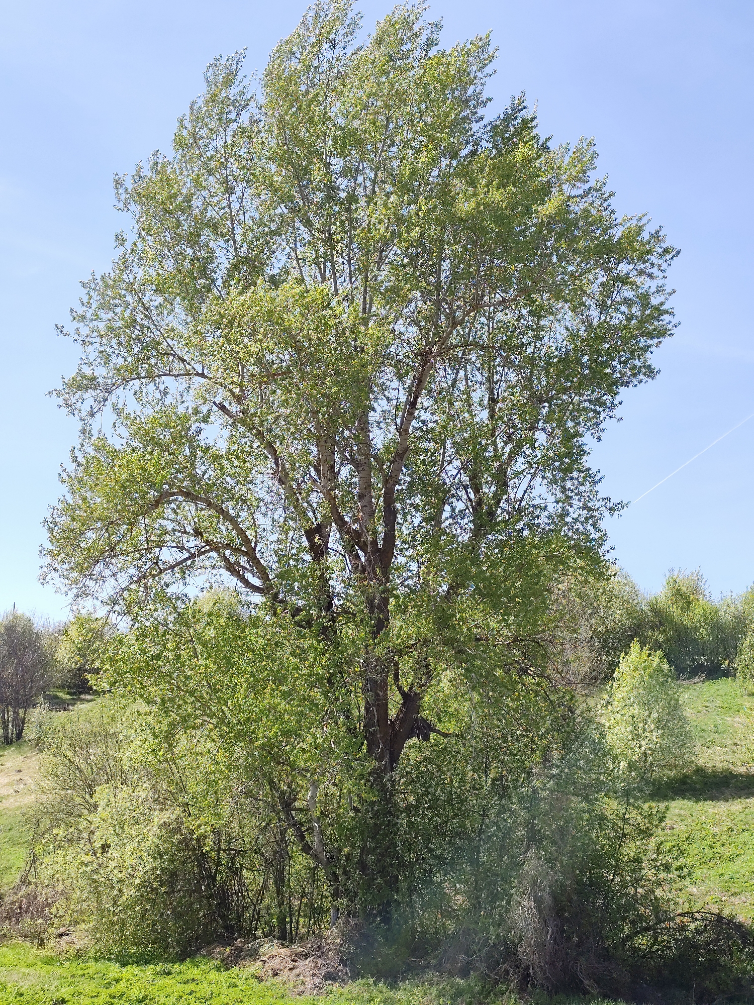 A large tree with light green foliage stands in the foreground against a clear blue sky. The tree's trunk divides into several large branches. The lower portion of the tree is surrounded by dense shrubbery. The ground is covered in green grass. In the mid-ground, rolling hills with scattered trees and shrubs are visible. In the upper right of the sky, a faint contrail is seen. The scene is likely a park or natural area in Фоки, Russia.