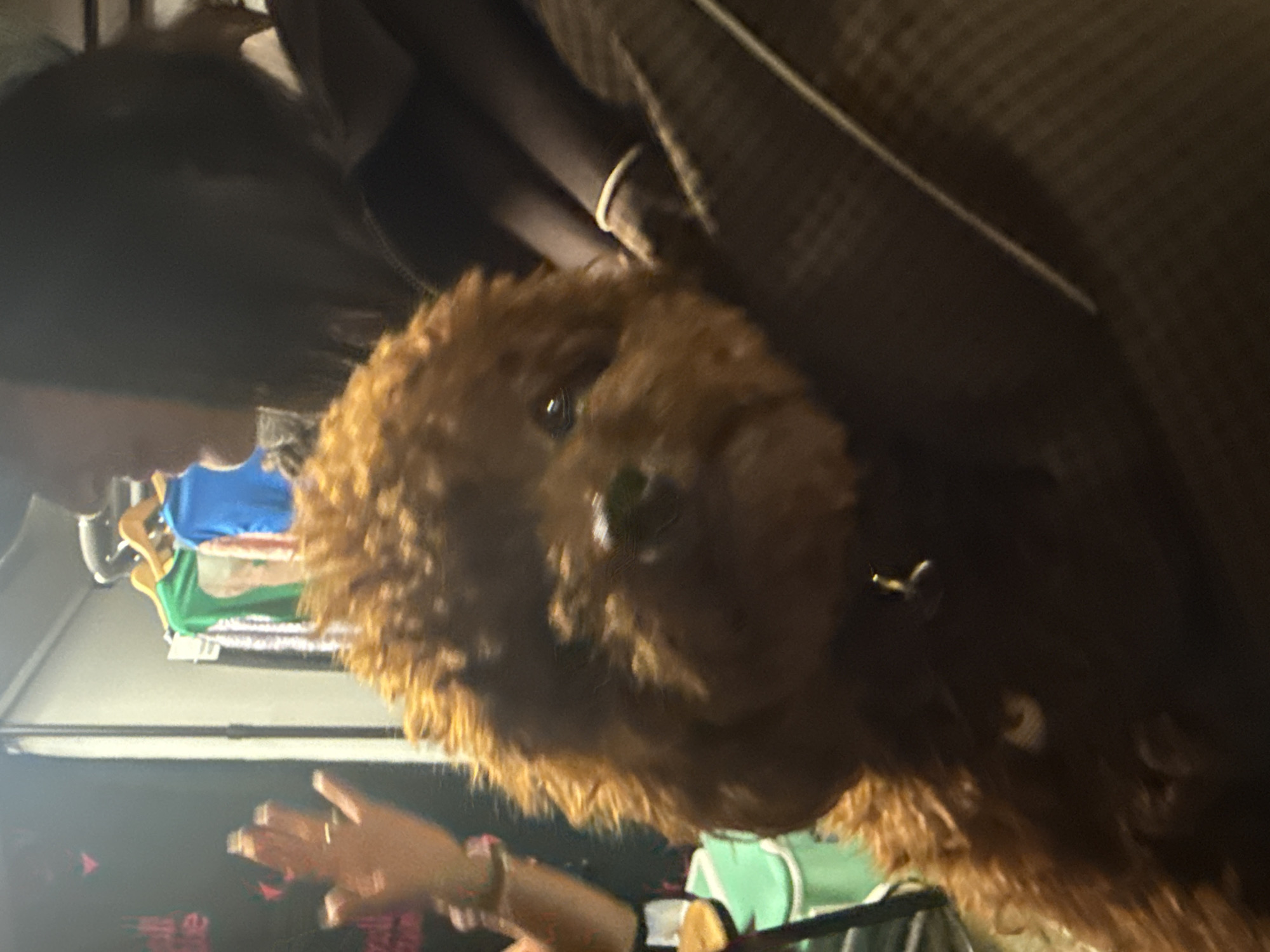 The image depicts a brown poodle with curly fur, positioned centrally. Behind the poodle is a person with dark hair and a light complexion, their face partially visible. The background includes a clothing rack with various garments in blue, green, and other colors. Also visible are a person's hands and arms with light skin tones, possibly belonging to the same person with the dark hair. The location details are not discernible from the provided image.