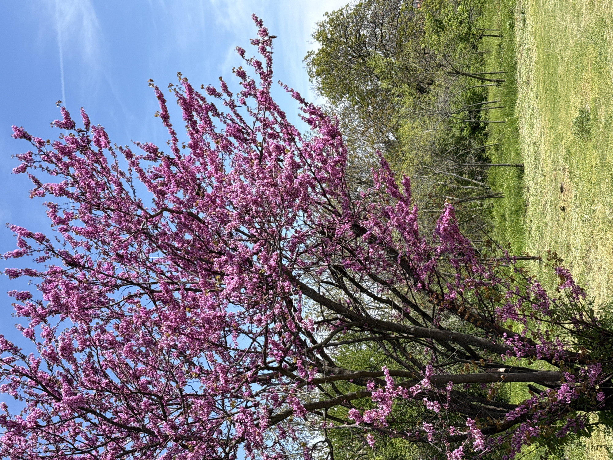 This image showcases a vibrant natural scene, likely captured during springtime under a bright, clear sky. The primary subject is a large, profusely flowering tree, positioned prominently in the foreground on the left. Its branches are heavily laden with numerous small, deep magenta-pink blossoms, creating a striking visual against the background.
The upper portion of the image is dominated by a brilliant blue sky, adorned with a few wispy white clouds, indicating fair weather and bright sunlight. Towards the mid-ground on the right, a line of other trees is visible, some already boasting fresh green foliage, while others still show their intricate network of bare branches, suggesting a mix of species or different stages of leafing out.
Beyond these trees, an expansive area of lush green grass stretches into the background on the right. This grassy area appears to be a field or a wide lawn, with variations in shade and texture that might suggest different types of vegetation or the interplay of light and shadow.
The scene depicts a peaceful outdoor environment, possibly a park, garden, or a rural landscape near Pleven, Bulgaria, given the provided location context. No people, animals, or man-made structures are visible, allowing the viewer to focus solely on the natural beauty. The time of day is clearly daytime due to the bright illumination. The overall impression is one of tranquility and the freshness associated with the blooming season. There is no visible text in the image.