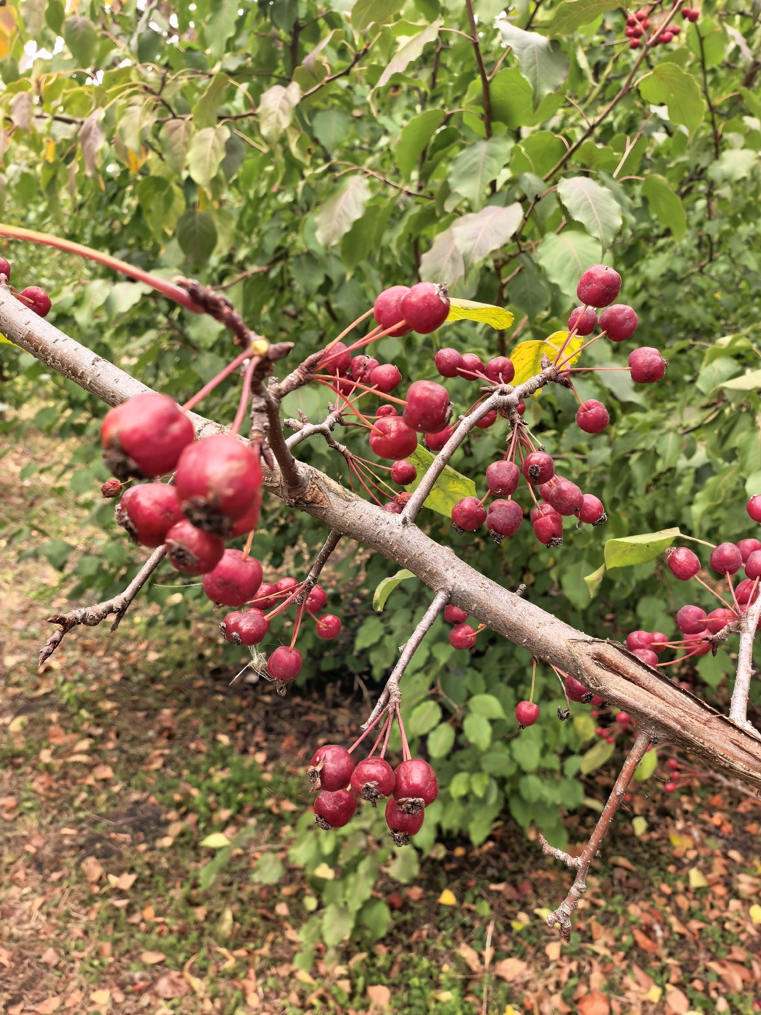 A close-up shot captures a branch of a tree laden with small, red fruits. The branch, textured and rough, is angled diagonally across the frame. Clusters of these round, red berries hang from delicate stems. In the background, out of focus, is a dense backdrop of green leaves. The ground below is a mosaic of fallen leaves in shades of brown and orange, suggesting an autumn setting. The scene is devoid of human presence. This image was taken in Sterlitamak, Russia.