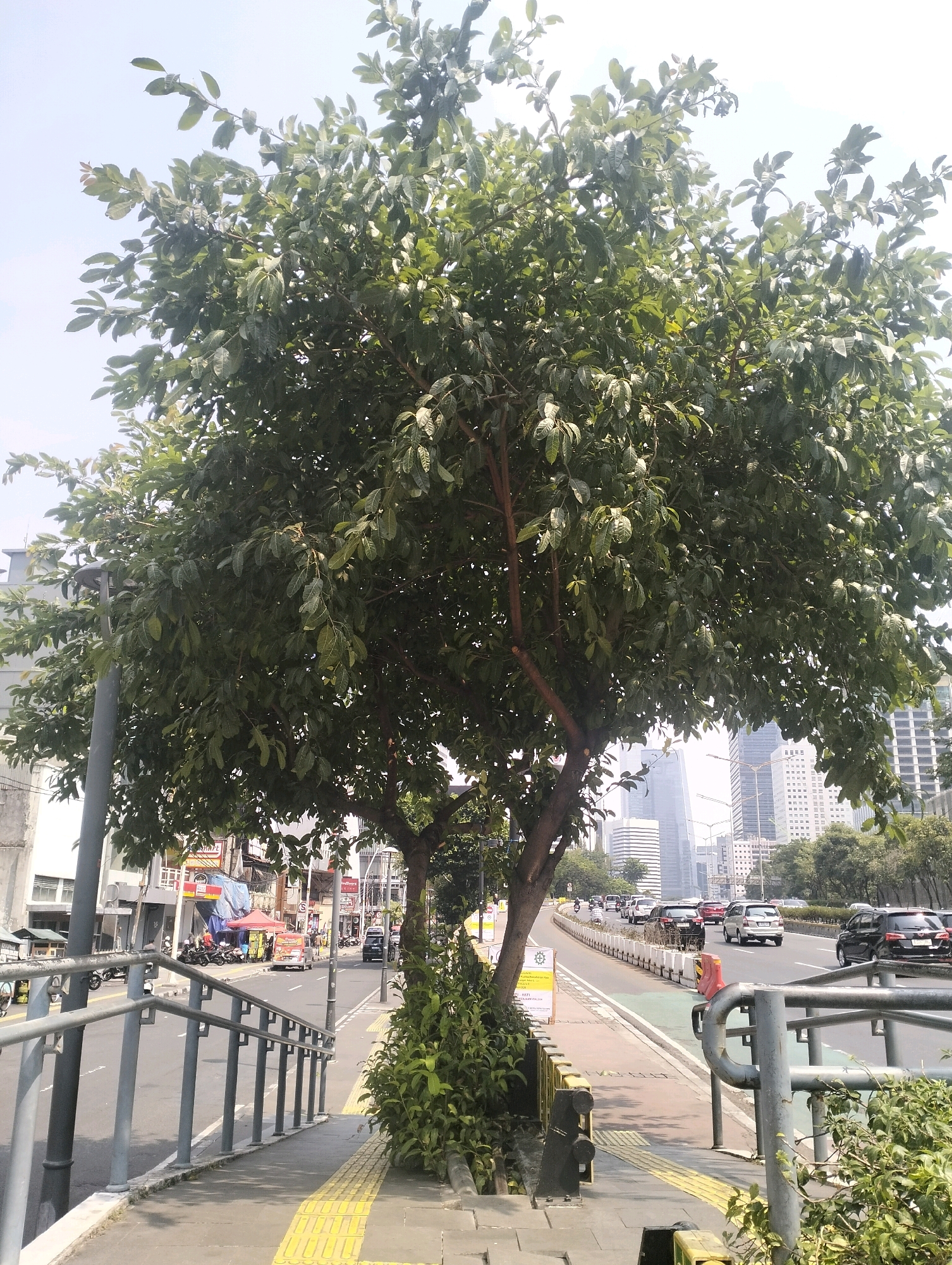 A wide, two-lane road, bordered by sidewalks, is visible under a clear sky. A large, leafy tree stands in the foreground on the left, its branches extending over the sidewalk. The sidewalk has a tactile paving yellow strip. A metal railing runs along the edge of the sidewalk. On the opposite side of the road, a series of cars and motorcycles are traveling. Several tall buildings, characteristic of a city, are visible in the background. The scene appears to be in a bustling urban area, likely in Central Jakarta, Indonesia, given the presence of modern architecture and the general atmosphere.