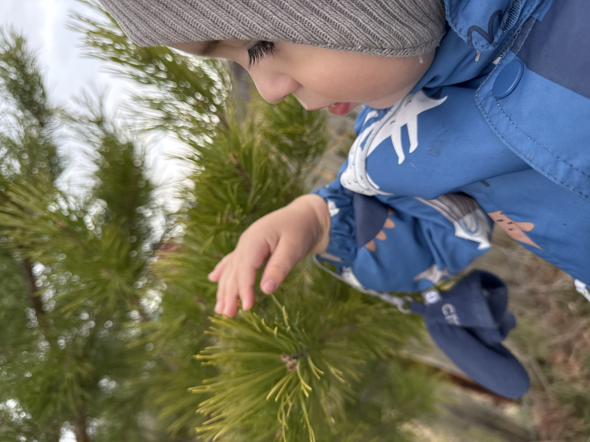 A young child, wearing a grey knit hat and a blue jacket with a white and orange print, is standing next to a pine tree, touching the needles with their right hand. The child is looking down at the tree. A blue mitten hangs from the jacket sleeve. The background is out of focus, with hints of a cloudy sky. There is no information present in the image to indicate this picture was taken in Бабка, Russia.