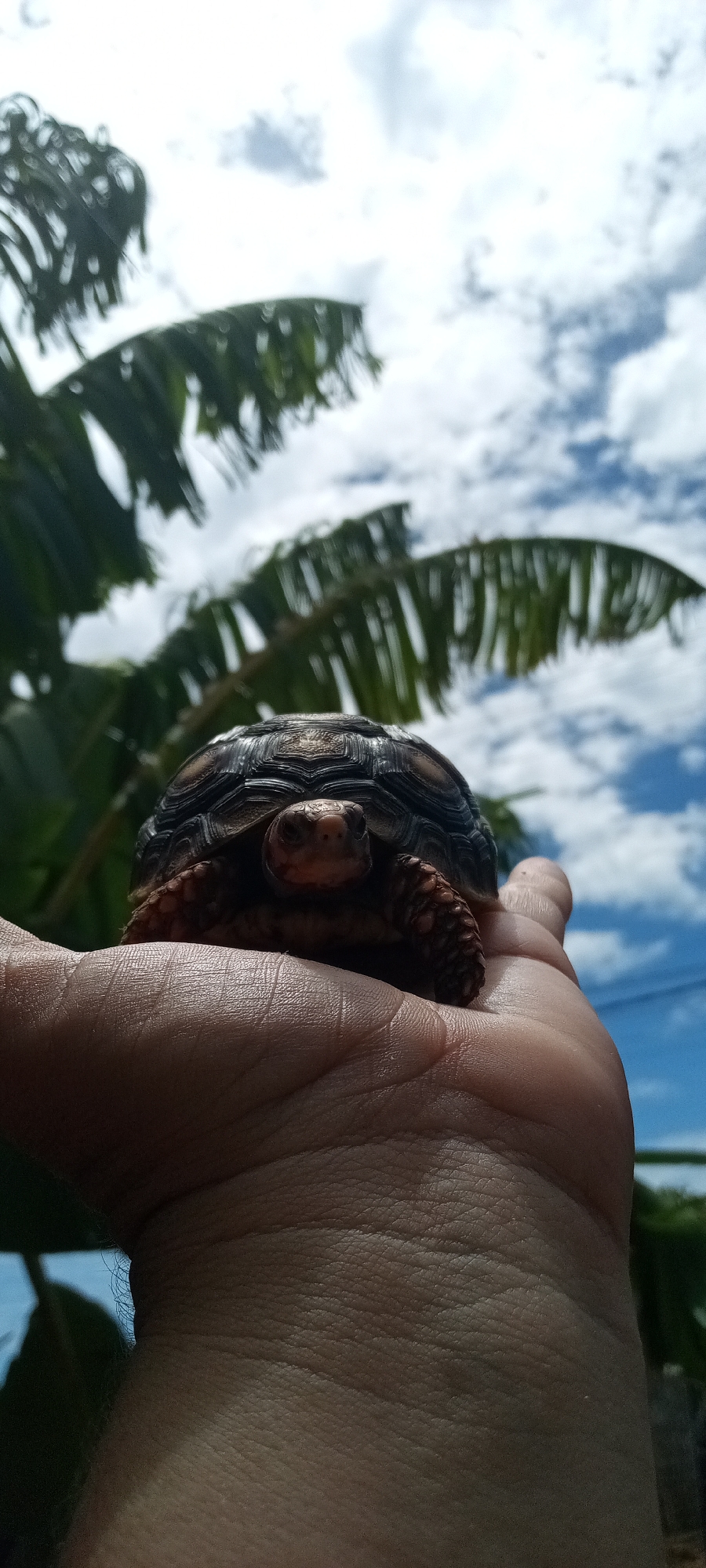 A hand holds a small turtle under a cloudy sky with palm trees in the background. The city is unknown.