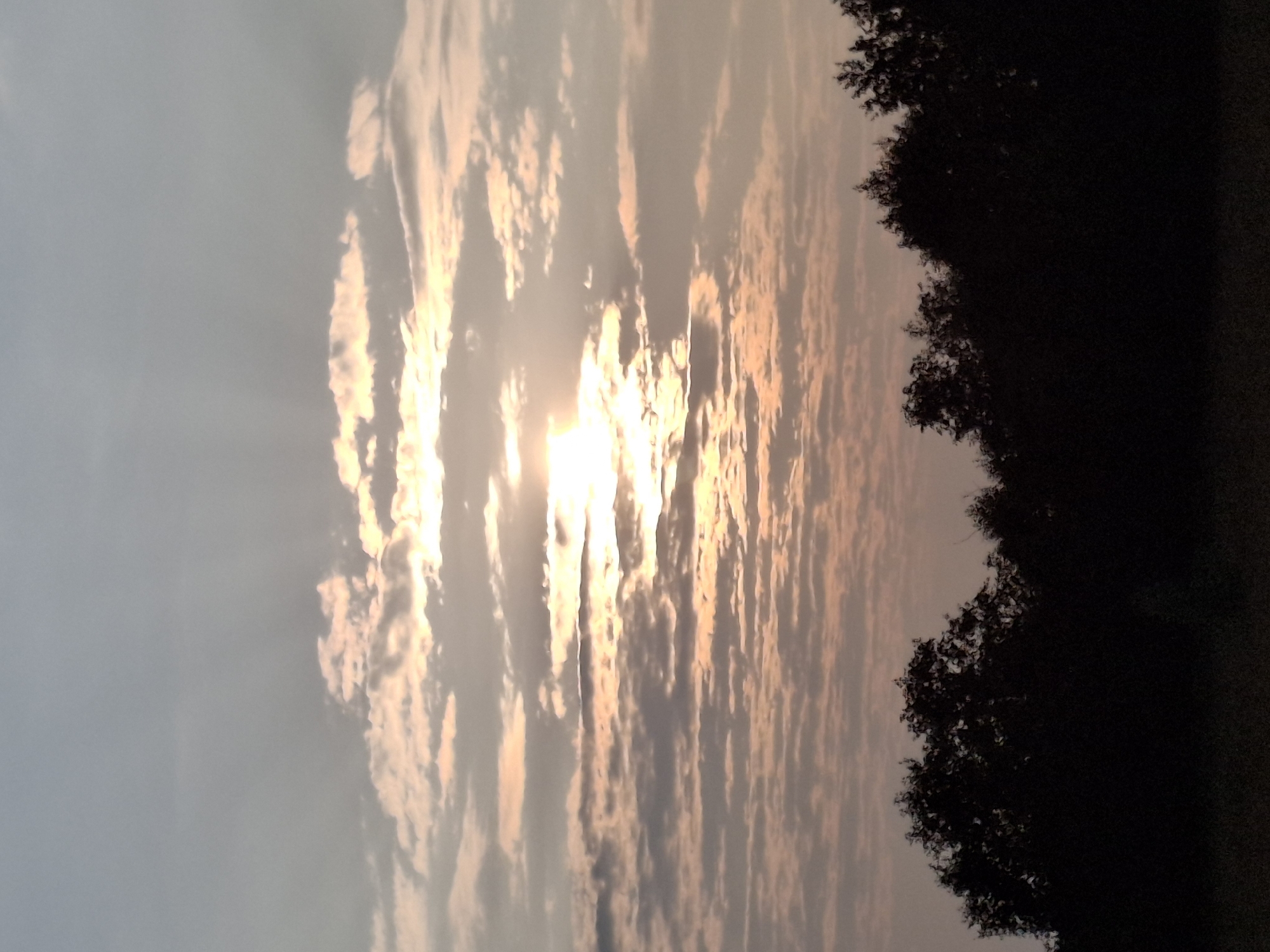 A silhouette of a dark, dense forest forms the lower third of the image. The sky above is filled with layered, wispy clouds, illuminated by the setting or rising sun, which is partially obscured by the clouds and emits a warm, golden glow. The overall scene depicts a natural landscape at dusk or dawn. The image is a photograph taken in Plishkino, Russia.