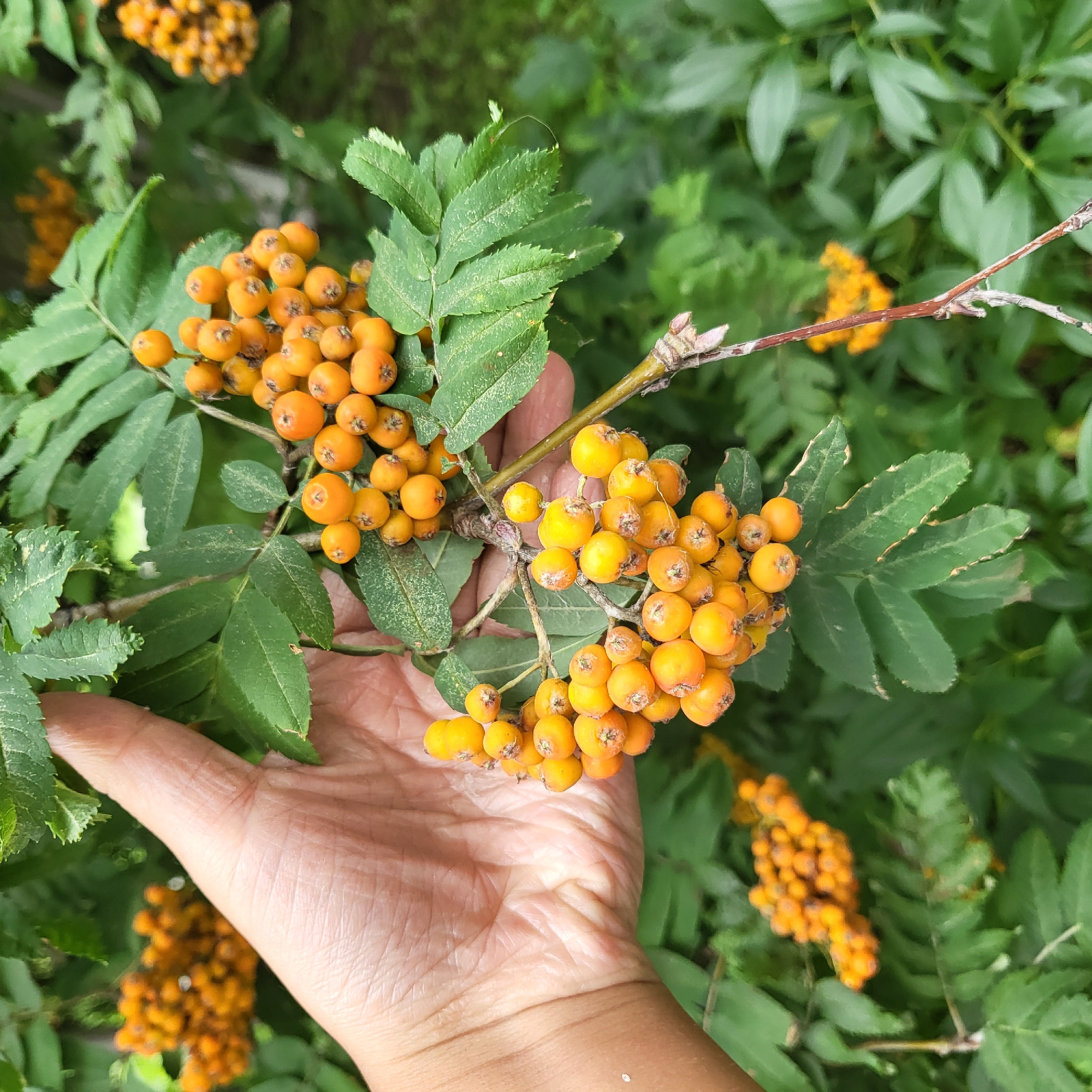 In Tyumen, Russia, a human hand with fair skin is shown gently holding a branch of rowan berries. The berries are a vibrant orange-yellow color and are clustered together. The hand is positioned in the upper left quadrant of the image, with its palm facing outwards and fingers wrapped around the stem of the branch. The rowan berries are the primary subject, with several bunches visible throughout the frame. The leaves of the rowan tree are green and feathery, providing a lush backdrop. The background is out of focus, suggesting a natural outdoor environment, likely a garden or park in Tyumen. The lighting appears to be natural daylight, casting soft shadows and highlighting the texture of the berries and the skin of the hand.