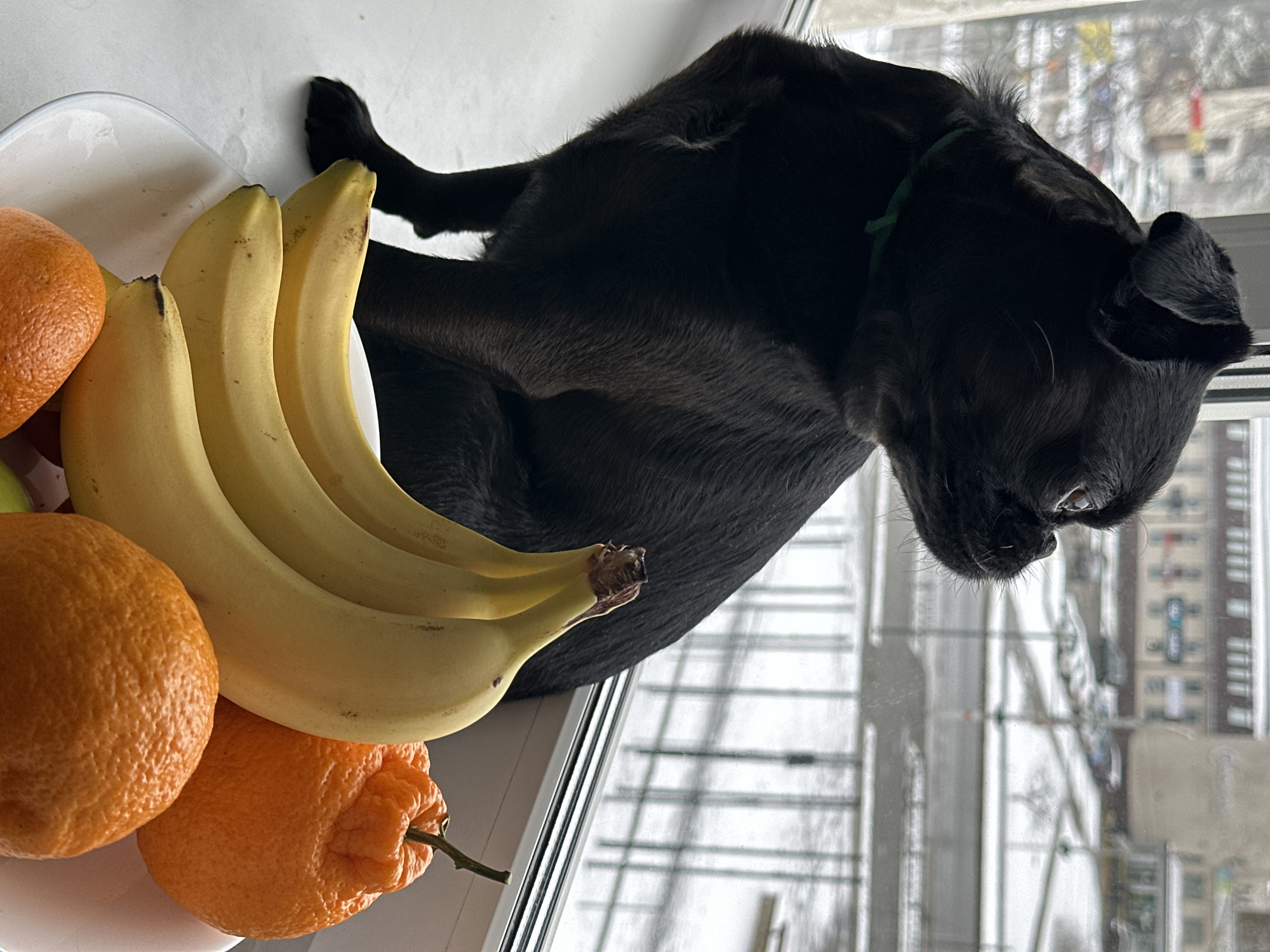 A black pug mix wearing a green collar sits on a windowsill, near a white plate with three bananas and two oranges. Outside the window is a view of a cityscape, possibly the city of Chaikovsky, Russia, featuring multistory apartment buildings, roads, and trees, suggesting an urban setting. The weather appears overcast or possibly snowy.