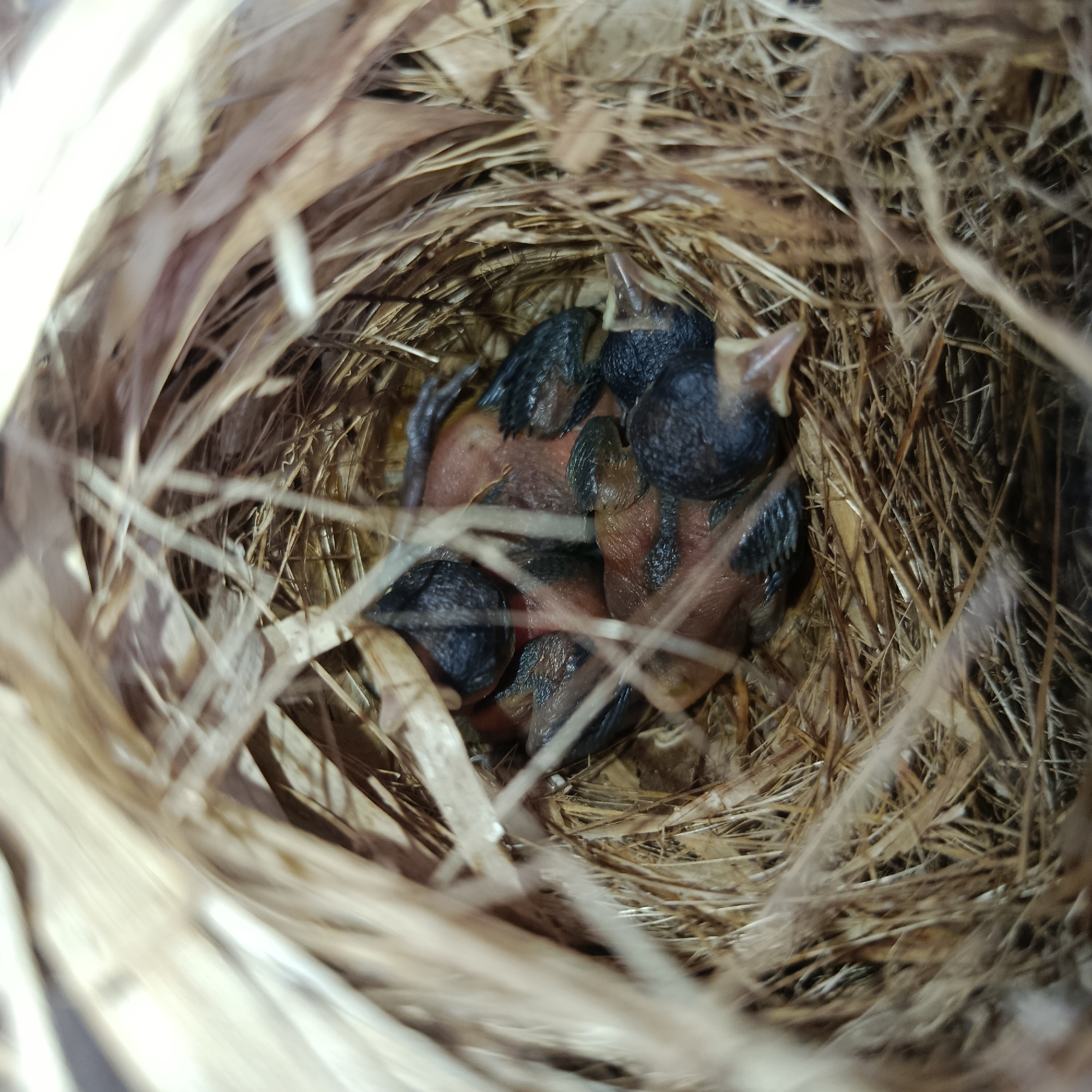 A bird's nest, constructed from dried grass and leaves, contains several baby birds with dark feathers and pink skin. The nest is located somewhere in the city of Los Velásquez, Venezuela. The baby birds have their beaks open, indicating they are likely awaiting food.