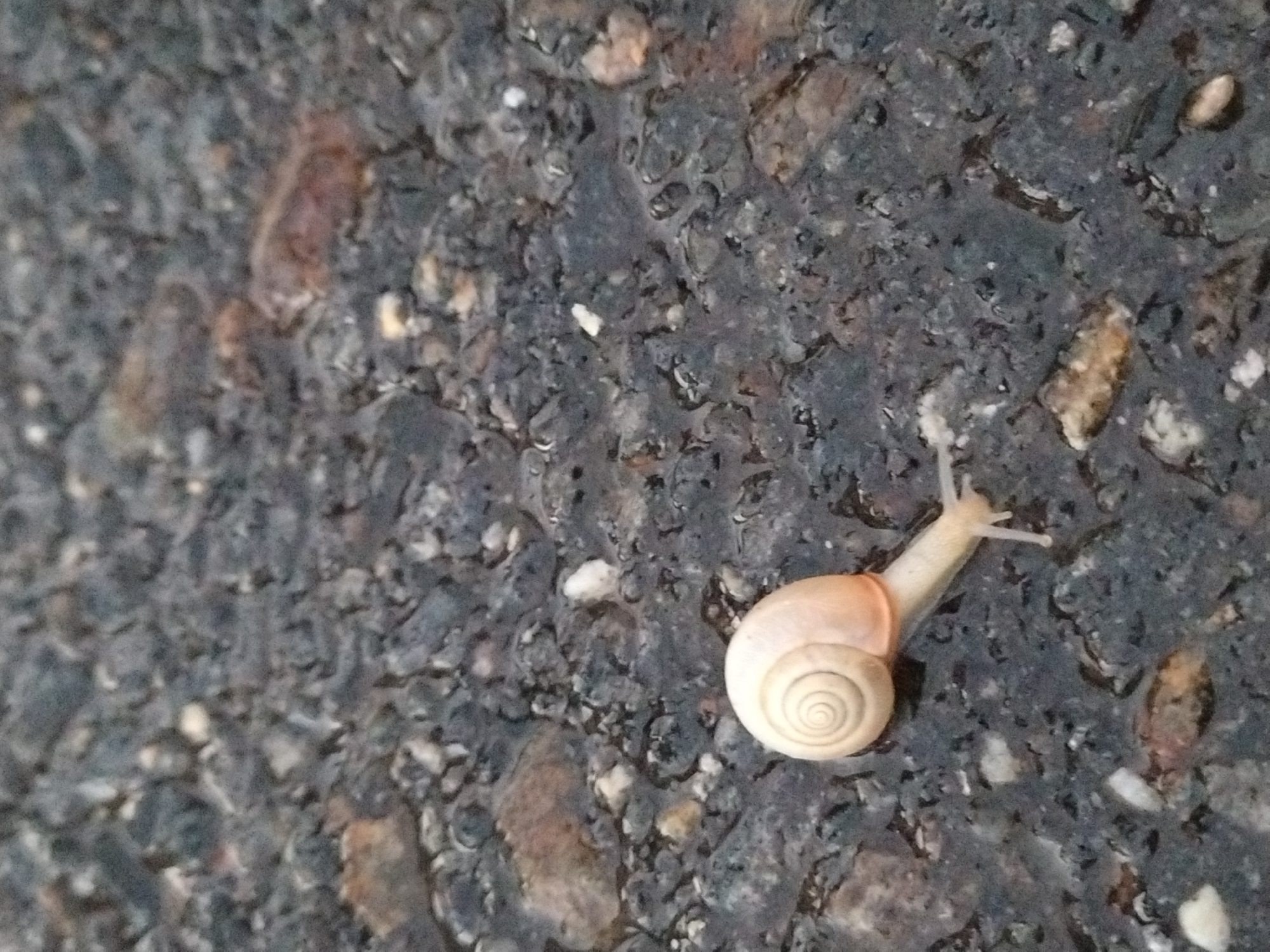 A small, light-colored snail with a spiral shell is crawling on a wet, dark-gray asphalt surface speckled with small pebbles and stones. The snail's body is pale yellow, and it extends a slime trail as it moves. The image is a close-up, focusing on the snail and its immediate surroundings. The scene is neutral and does not depict any specific location within Dobev, Czechia, beyond being an outdoor asphalt area.