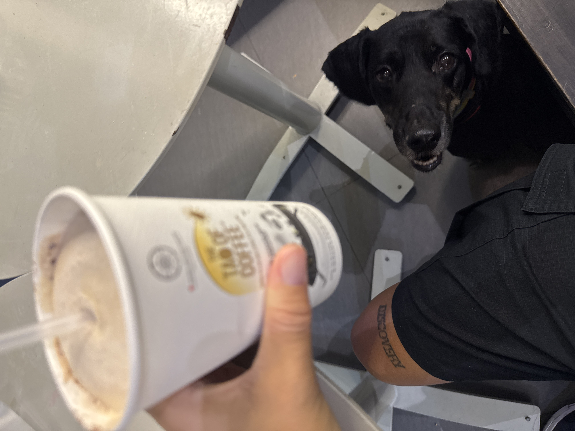 In this overhead shot, a black dog with intelligent eyes peeks out from under a wooden table, looking up expectantly at a white paper cup held in a person's hand. The cup, filled with a frothy, light brown beverage and a straw, is tilted towards the dog, suggesting an offer of a sip. The dog wears a pink collar. The person's hand is visible in the foreground, holding the cup. The scene appears to be indoors, possibly a cafe or restaurant, with a light-colored table and a dark wooden table visible. A tattoo with the word "DISCOVERY" encircles the person's forearm, just above black fabric that could be part of shorts or pants. The lighting is moderate, with no clear indicators of the time of day or weather. The dog's gaze and slightly open mouth convey a sense of anticipation or curiosity. The cup has some text printed on it, but it is largely out of focus. The overall impression is one of a friendly interaction between a person and their pet.