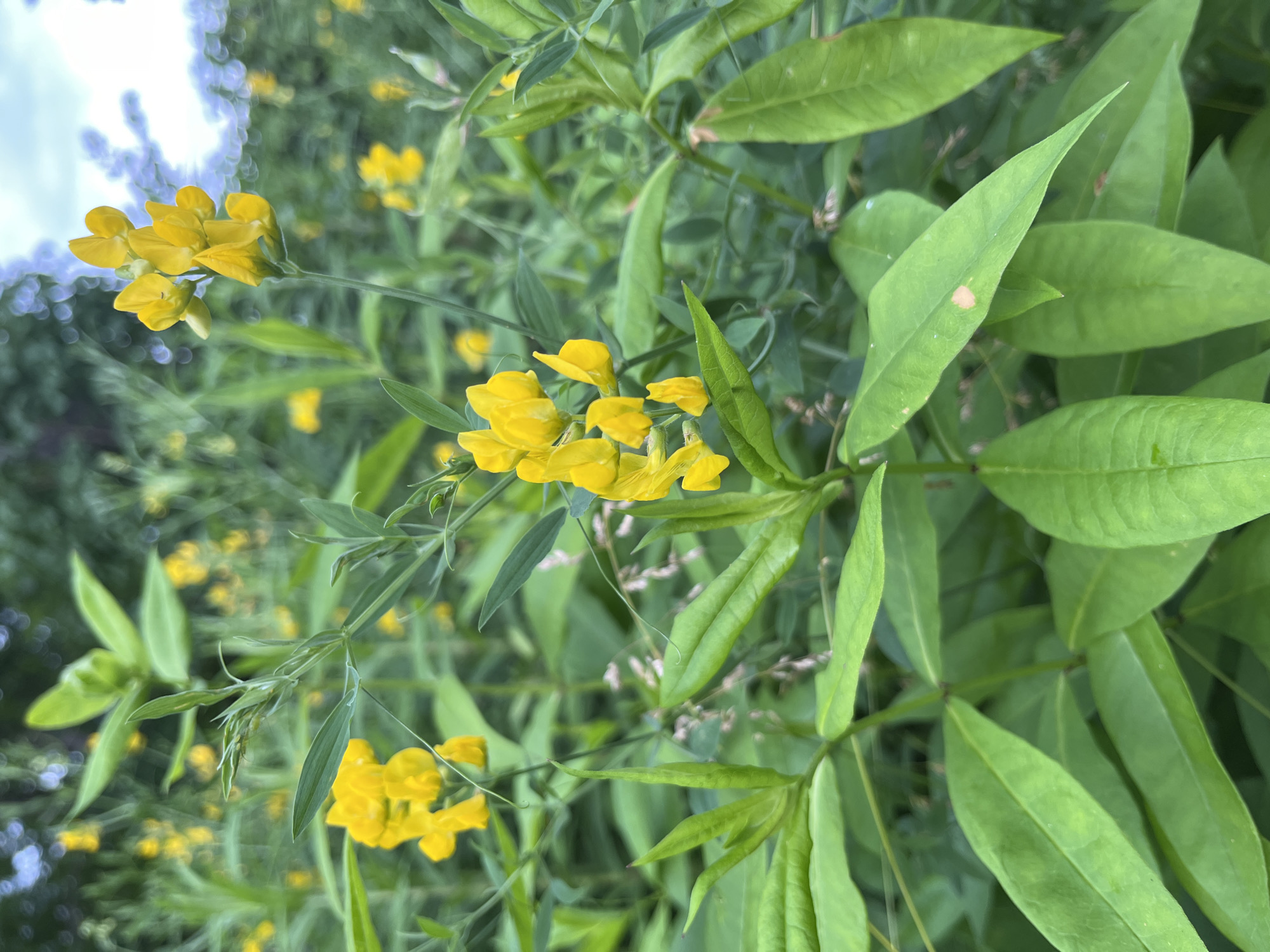 This image captures a close-up view of a field of yellow wildflowers with lush green foliage in Starye Politsy, Russia. The foreground is dominated by the vibrant yellow pea-shaped flowers and long, slender green leaves of the plants. In the background, more yellow flowers and greenery are visible, with the soft focus creating a dreamy bokeh effect. The sky above is partially visible, appearing overcast with hints of blue. The scene depicts a natural outdoor environment, likely a meadow or a wild grassy area. There are no people or animals present in the image. The overall impression is one of natural beauty and tranquility.
