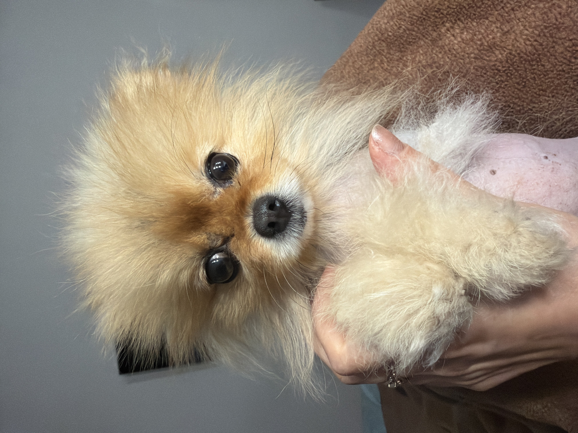 A close-up, rotated image shows a light tan Pomeranian dog being held in someone's hands. The dog is looking directly at the camera with dark eyes and a black nose. The dog's fur is thick around its face and the top of its body. The dog's underbelly is visible, and it is mostly hairless with some skin blemishes. The person holding the dog has pale skin and is wearing a ring on their finger. A brown fabric is draped in the background behind the dog's head, while a gray wall is visible to the left. The location is Unknown, Unknown.