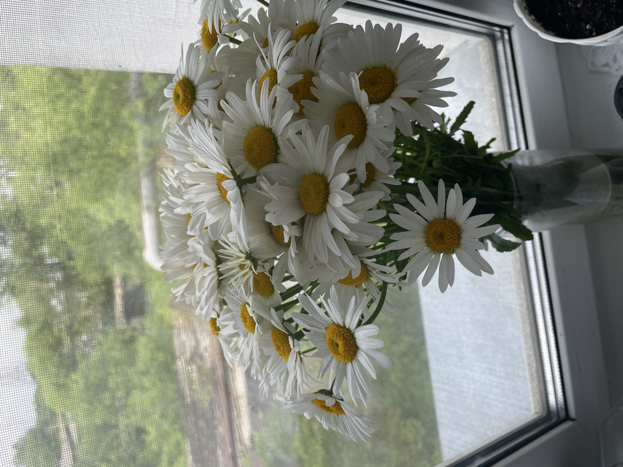 A vase of white daisies with yellow centers is placed on a windowsill in front of a window that looks out onto a blurry green landscape. The flowers are clustered together and fill most of the frame. The window has a screen on it, and the light filtering through suggests it is daytime. The windowsill is white and appears to be made of a smooth material. A small portion of a white potted plant can be seen on the right side of the windowsill.