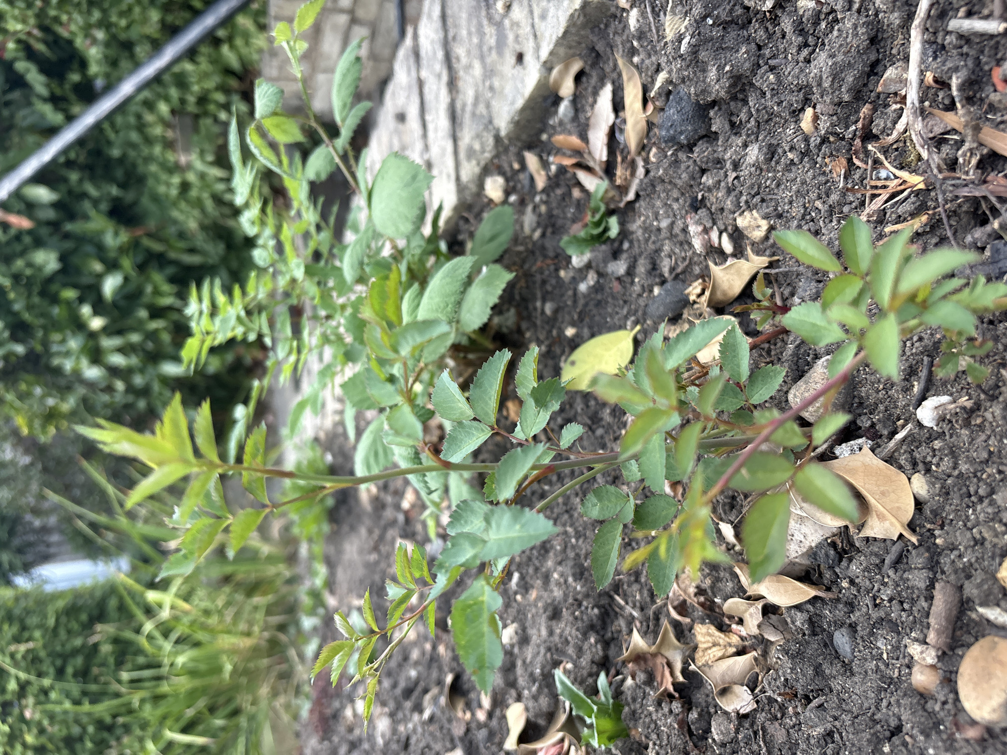 A close-up, low-angle shot shows a cluster of young rose bushes planted in dark, loamy soil in a garden. The rose bushes have vibrant green leaves and reddish stems, with some unfurling new growth at the tips. Scattered on the soil are a few dry, brown leaves and small pebbles. In the background, a stone pathway or patio runs along the right side of the frame, leading to a dense green hedge or foliage. The scene appears to be located in a residential garden in Chelmsford, United Kingdom, a typical setting for cultivating ornamental plants.