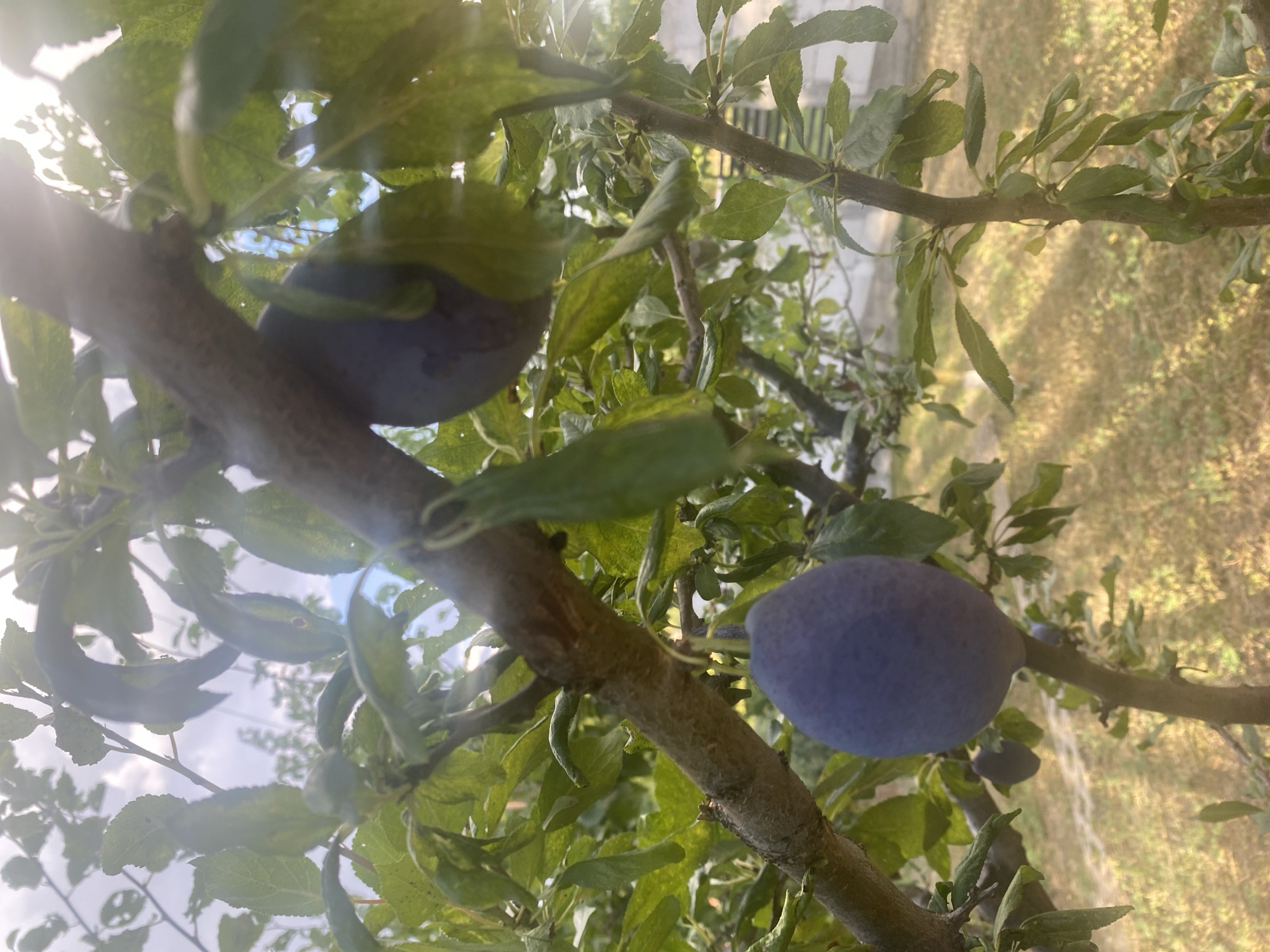 The image shows a close-up view of a plum tree branch with several ripe plums hanging from it. The plums are a deep purple color, and the leaves of the tree are a vibrant green. The background is blurred, but it appears to be a garden or yard with dry grass and sunlight filtering through the leaves. The scene is likely located in the city of Târgu Neamț, Romania, a region known for its fruit production.