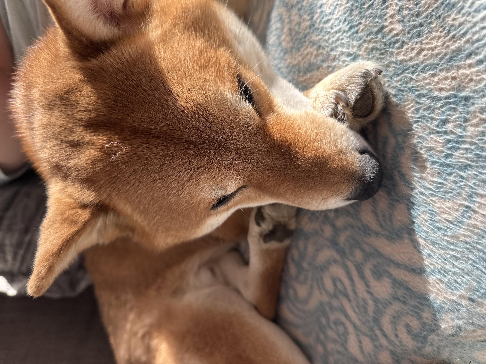 A Shiba Inu dog is resting on a patterned blue and beige fabric surface. The dog is curled up with its head resting on its paw. The dog's fur is primarily reddish-brown. The location in the city of Kovrov, Russia, is not identifiable from the image.