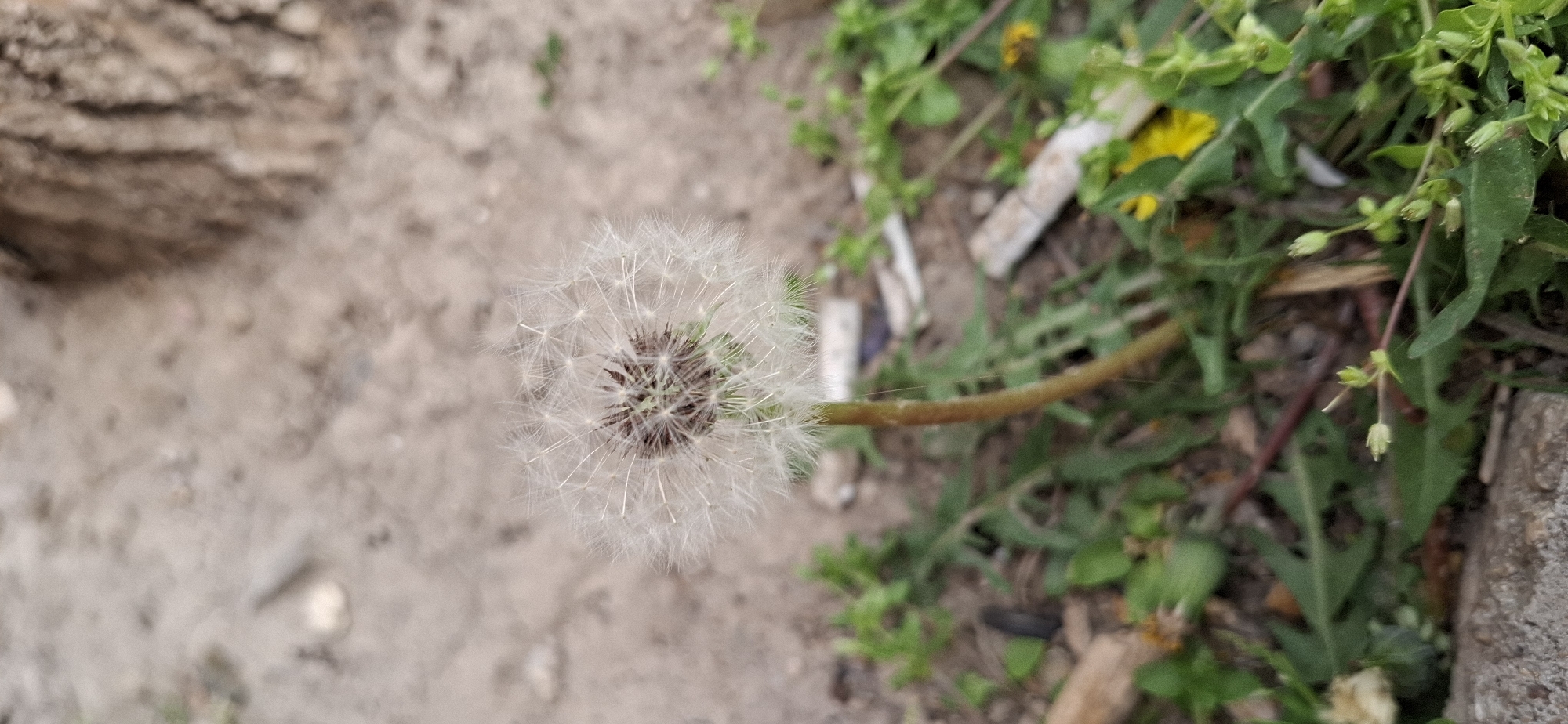 An overhead shot captures a dandelion seed head in the city of Plovdiv, Bulgaria. The seed head is predominantly white and located near the right edge. Its stem extends towards a patch of green plants, some of which have yellow flowers. A concrete curb is seen on the right side. The left side of the frame shows a dirt area with varied shades of brown. A few fragments of what appears to be white debris are scattered throughout the greenery.