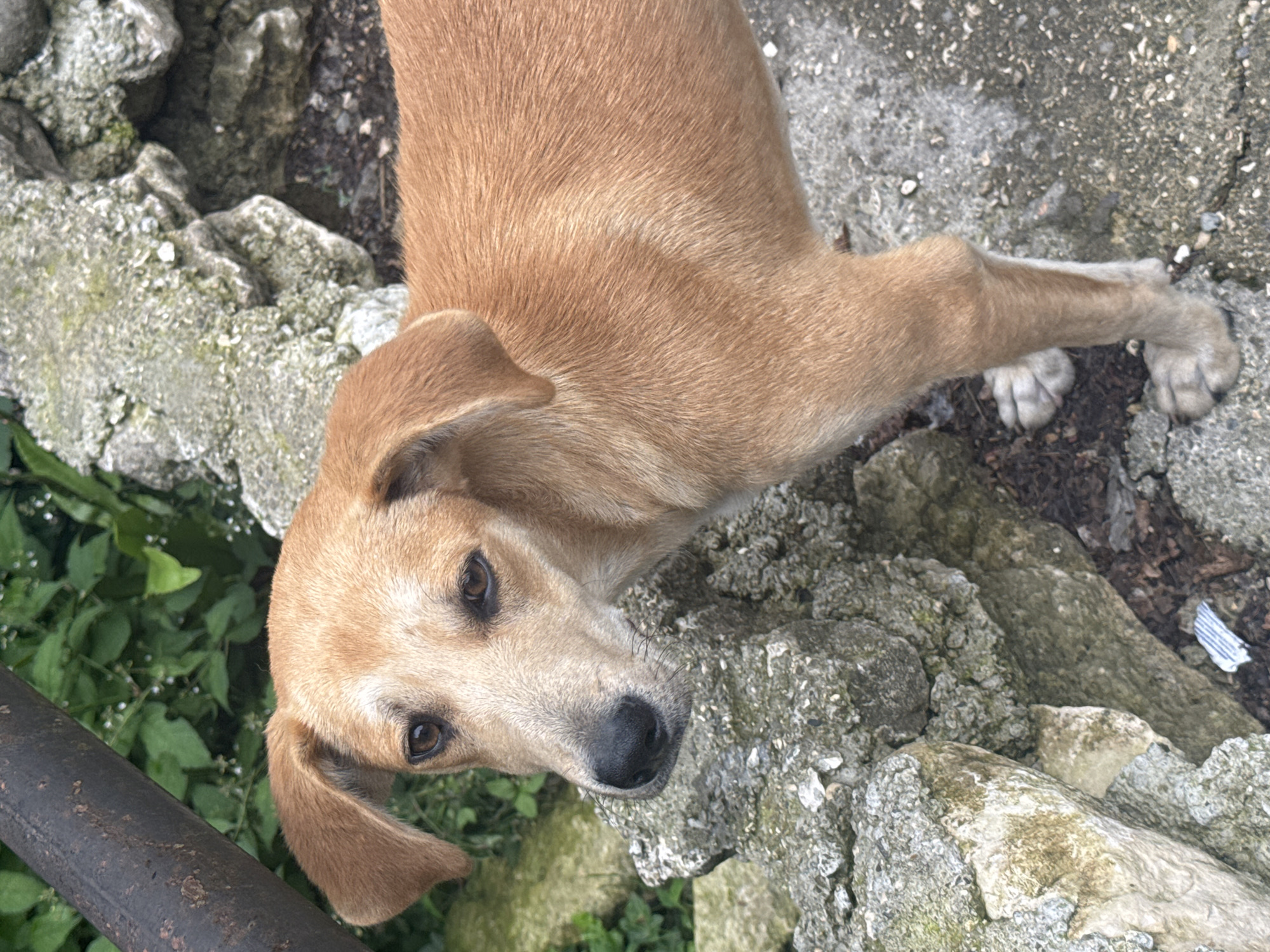 A medium-sized, short-haired dog with a tan coat stands on a cracked concrete surface next to a rough, grey stone wall. The dog is looking slightly to the left of the camera, with its ears perked and its head tilted. Green foliage is visible in the background behind the wall, and a dark, metal pipe runs along the top left of the frame. The scene appears to be outdoors, possibly in a rural or semi-urban area. There is no indication of the specific location within Tsabal, Abkhazia.